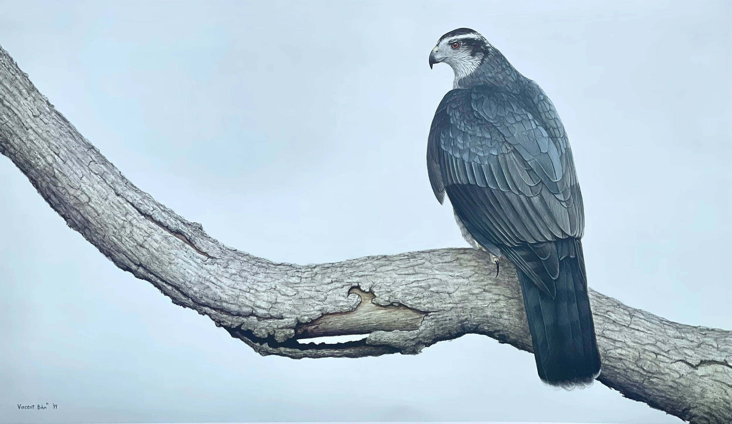 Northern Goshawk - Limited Edition Print
