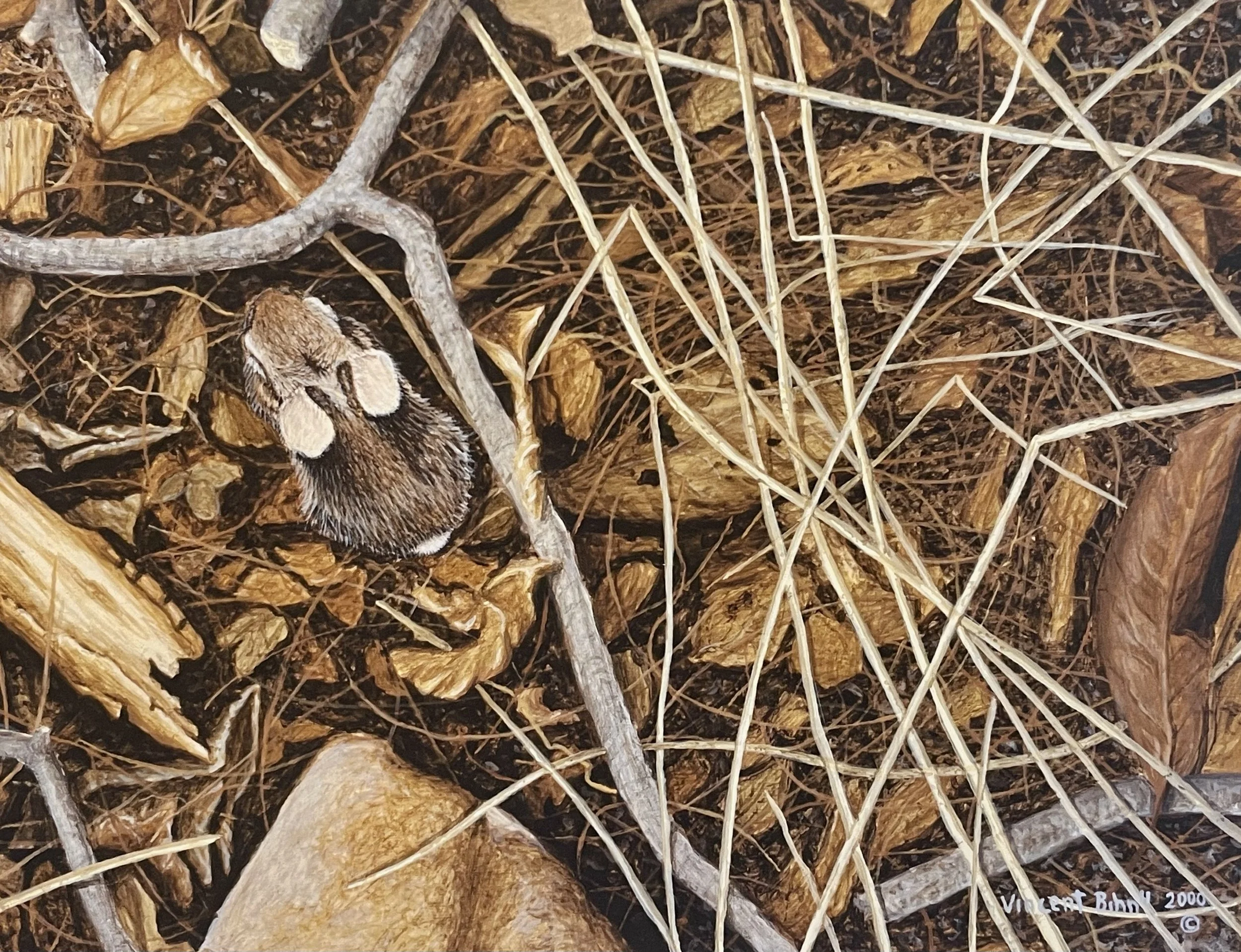 Babby Rabbit - Eastern Cottontail