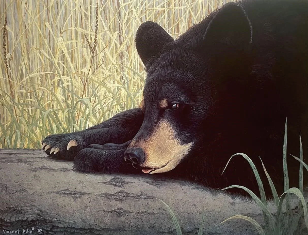 At Rest - Black Bear