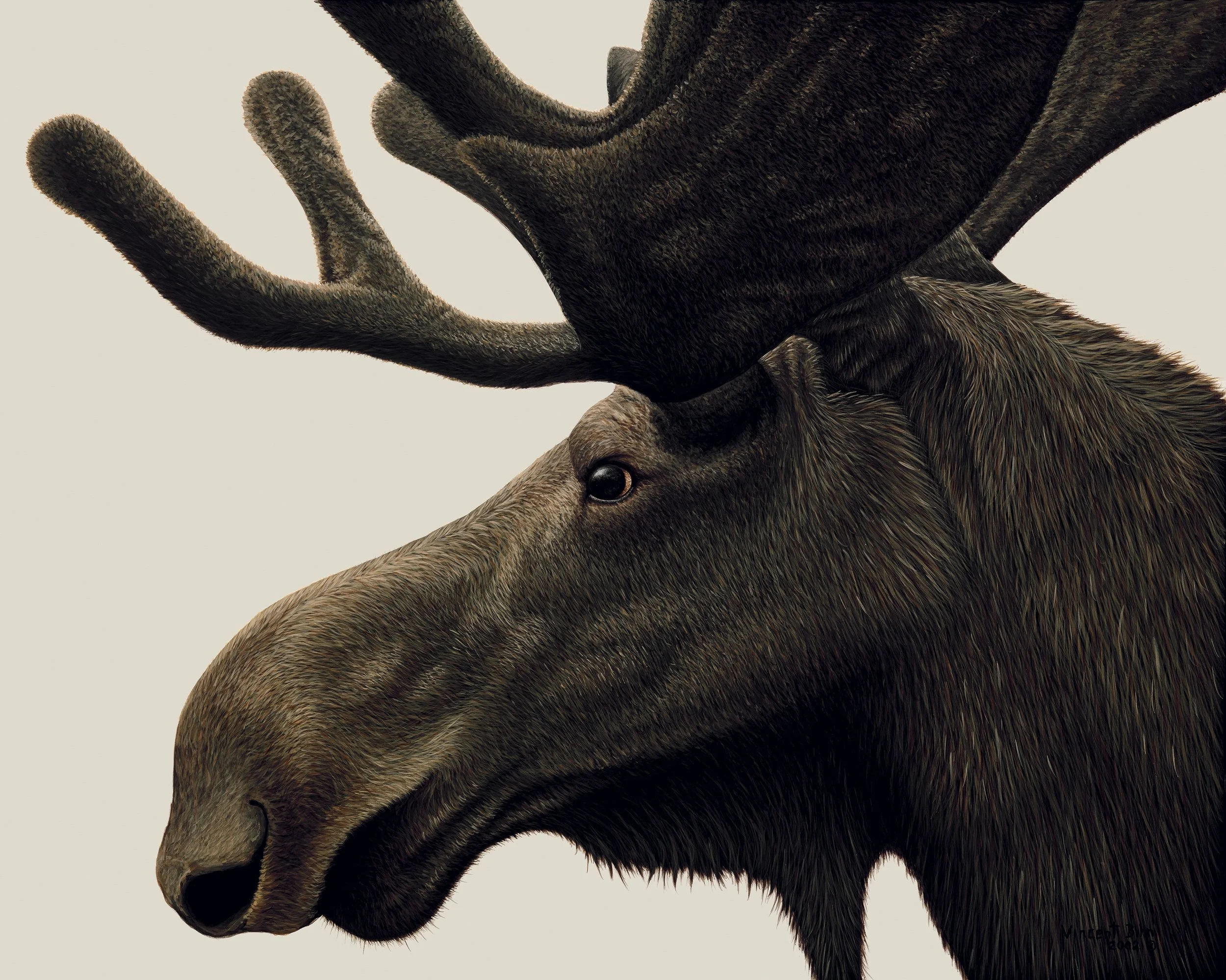 Moose