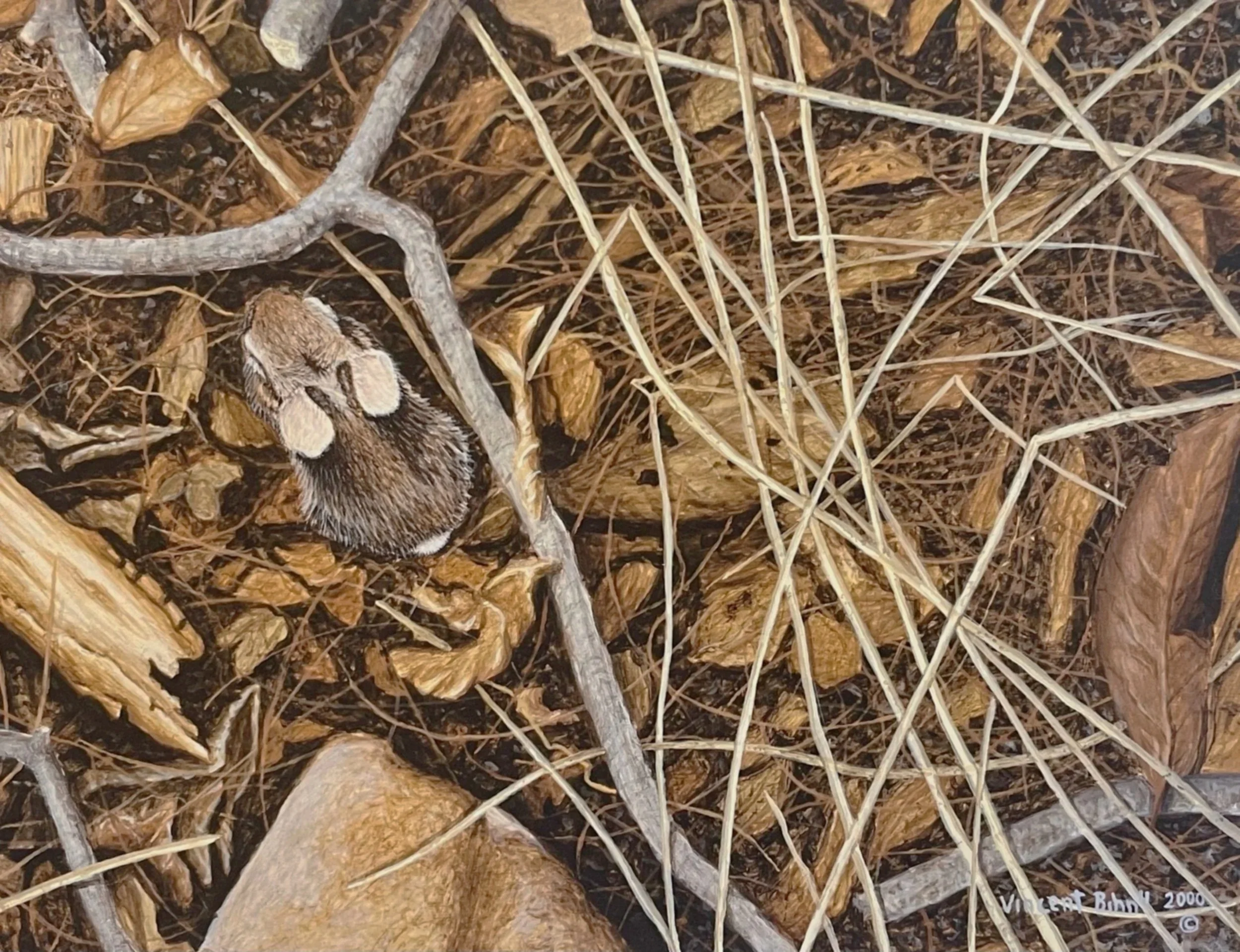 Babby Rabbit - Eastern Cottontail
