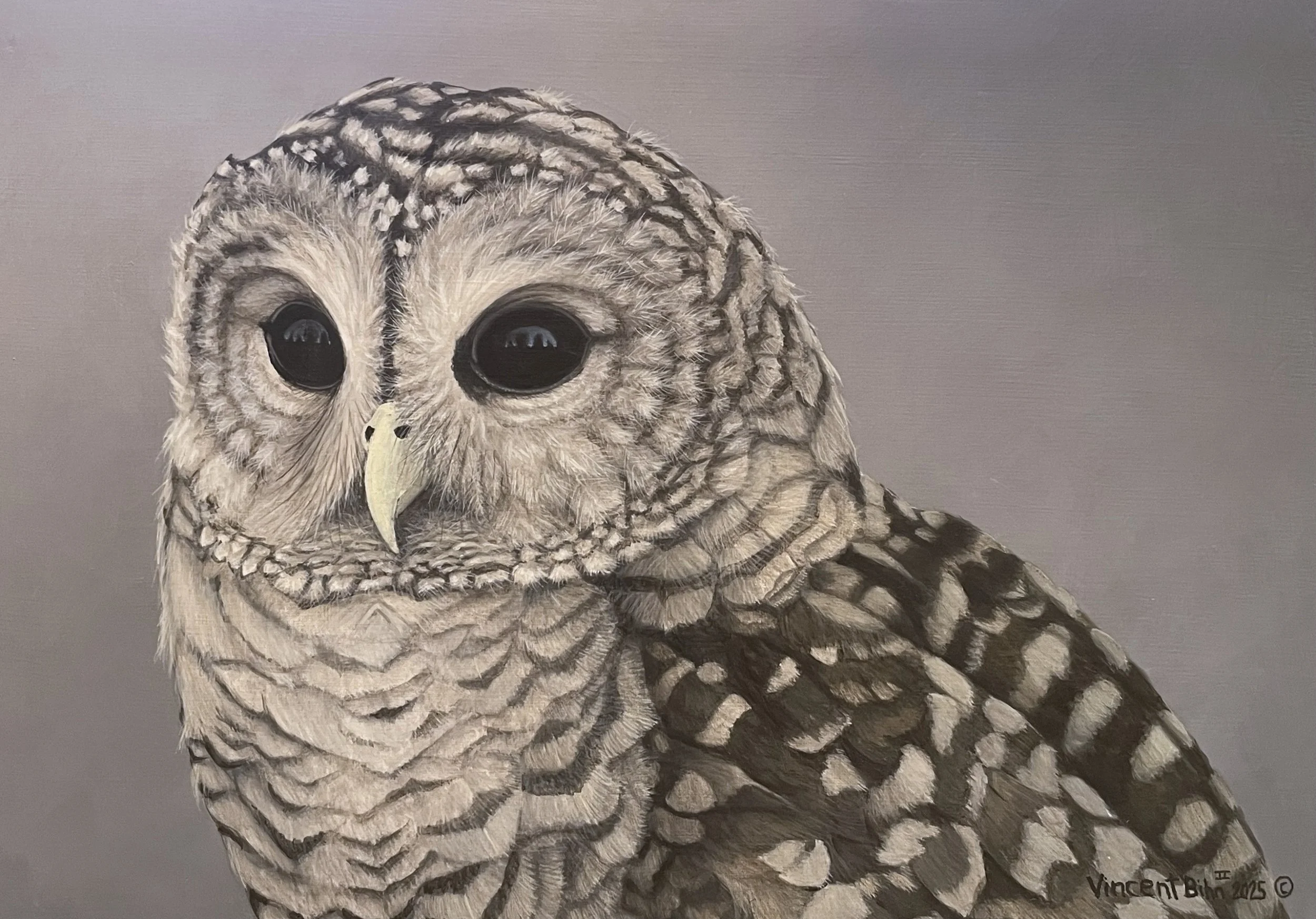 Barred Owl