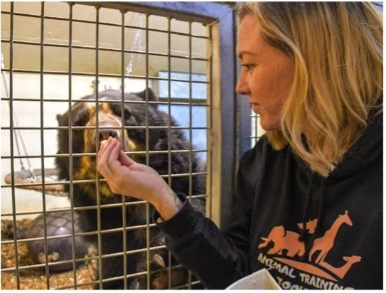 Nikki Morrison conducting protected-contact training with an Andean bear through a barrier.