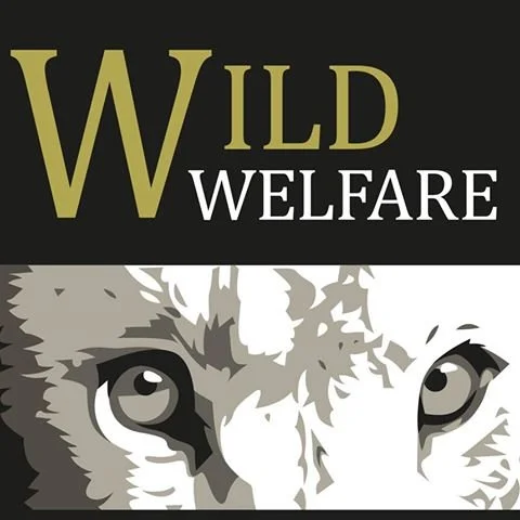 Wild Welfare logo design with the words 'WILD WELFARE' and a stylised illustration of a wild cat's face.