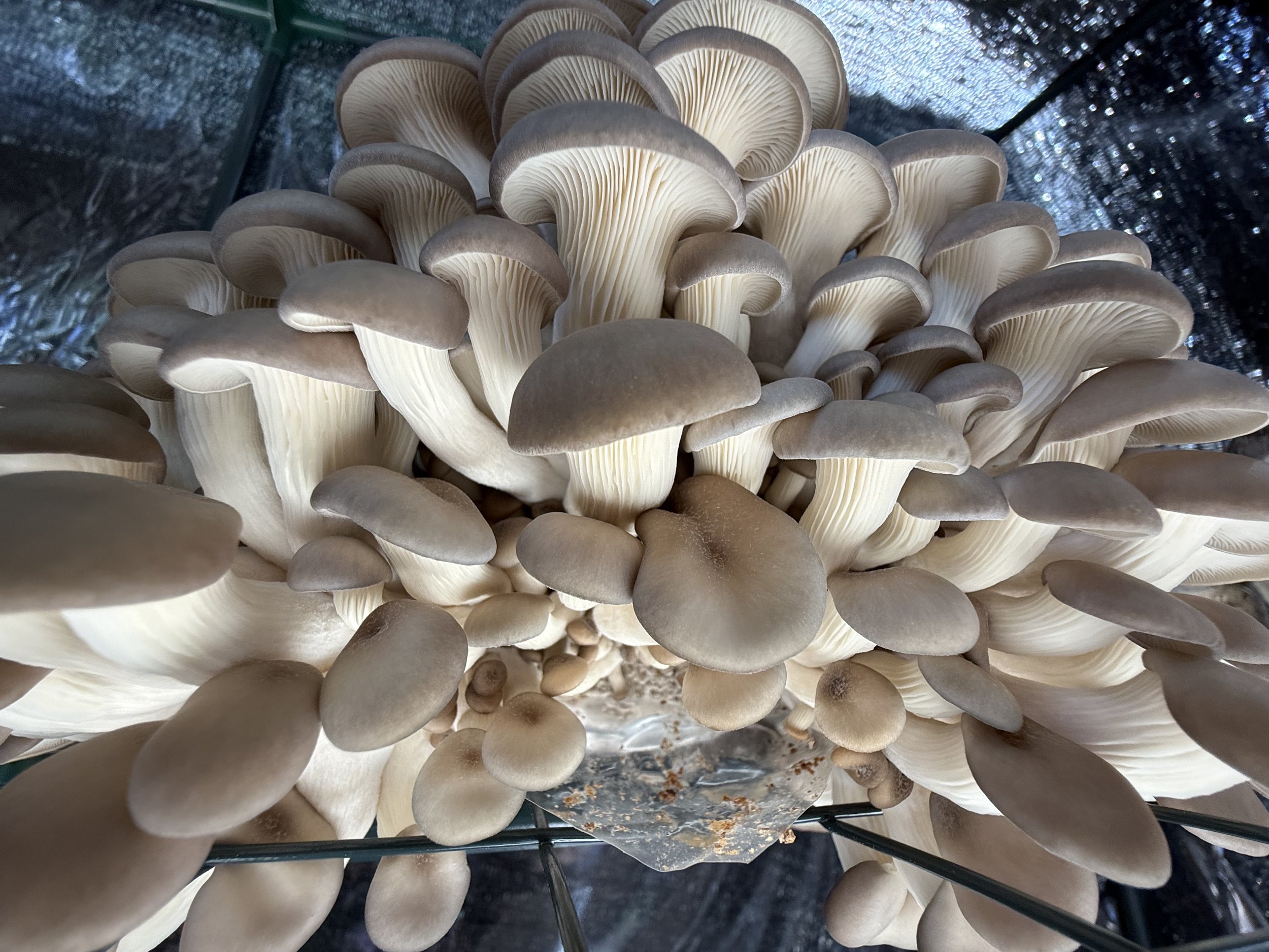Cluster of mature brown and white mushrooms growing closely together on a metallic foil surface.