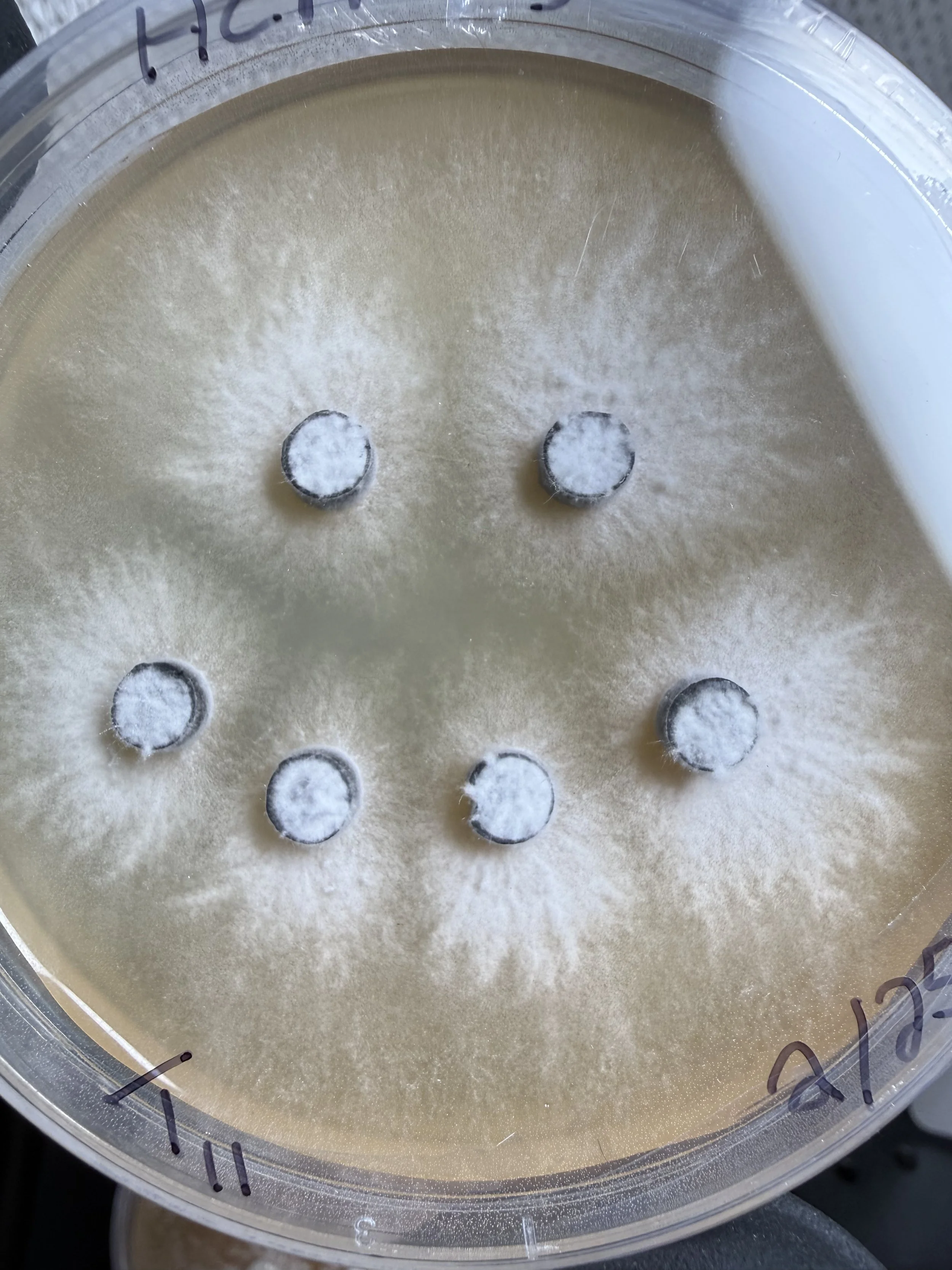Close-up of a round agar dish with Corals Tooth, Hericium coraloides "HC FF" mycelium in the shape of a smiley face from the inoculation points