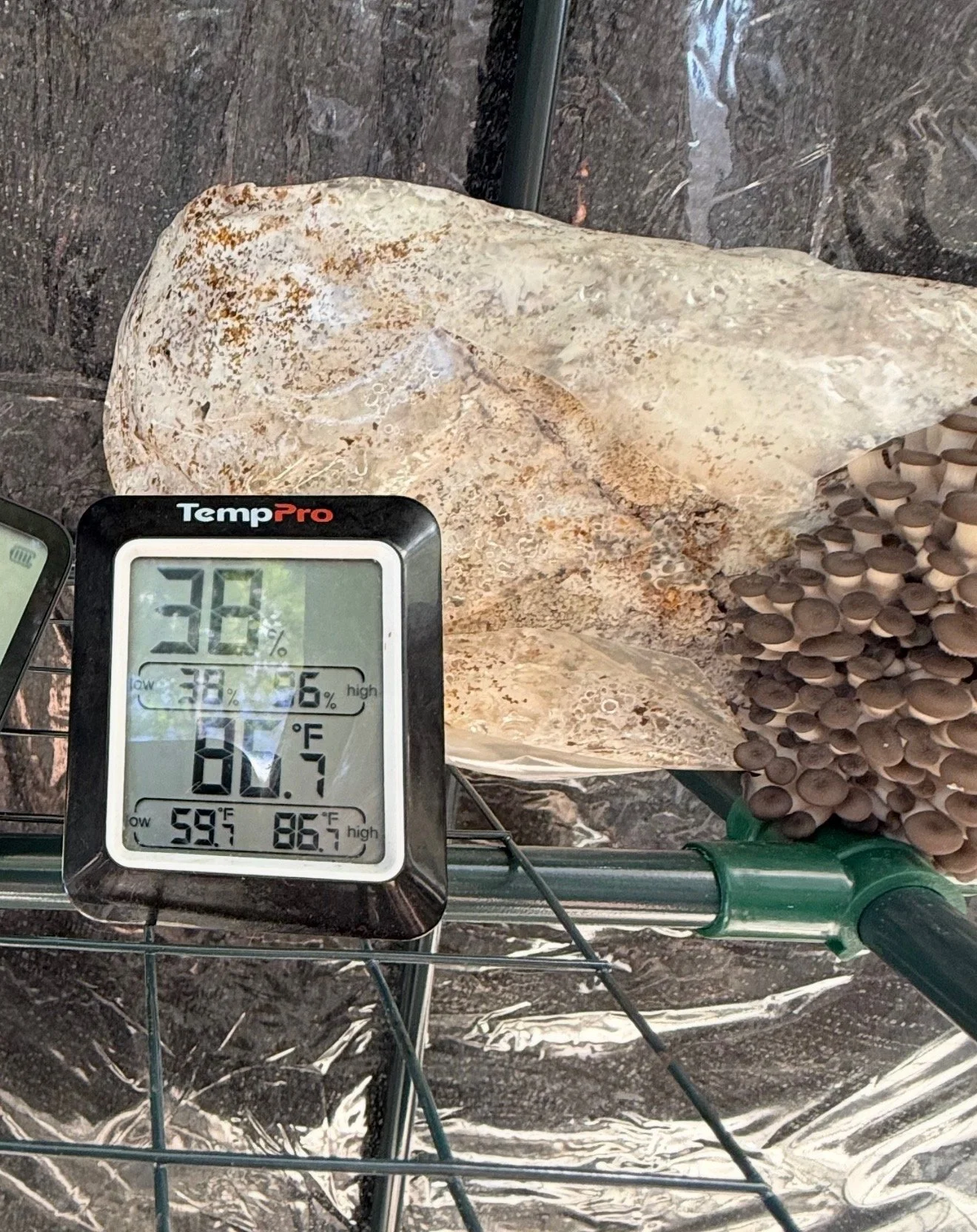 Mushroom Fruiting Conditions in Florida: Why the Standard Rules Don't Apply