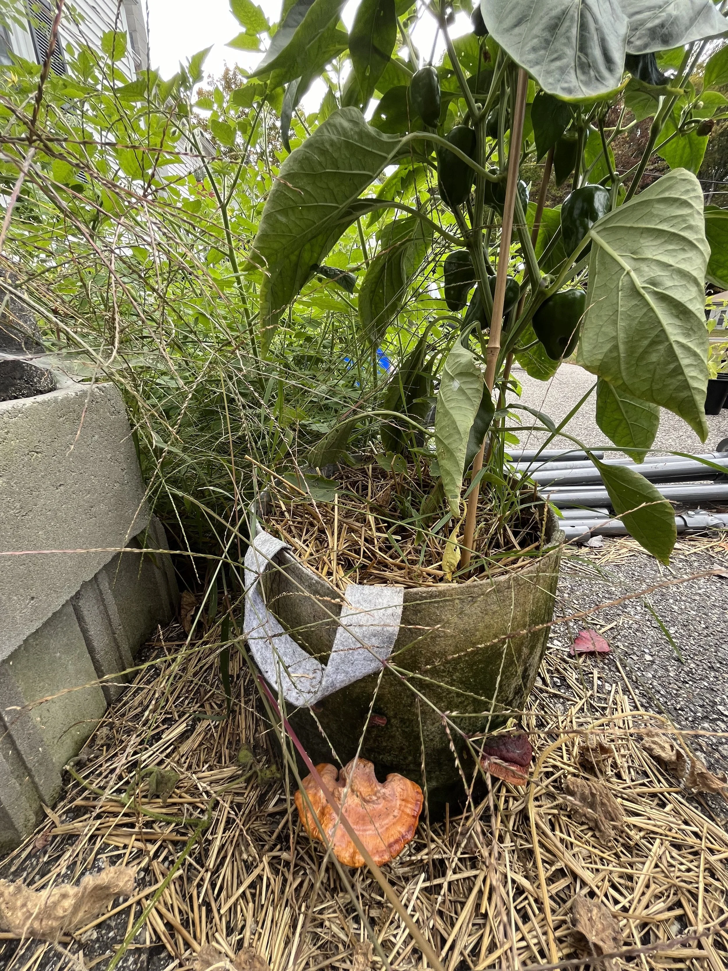 Spent Mushroom Substrate: Garden Gold?