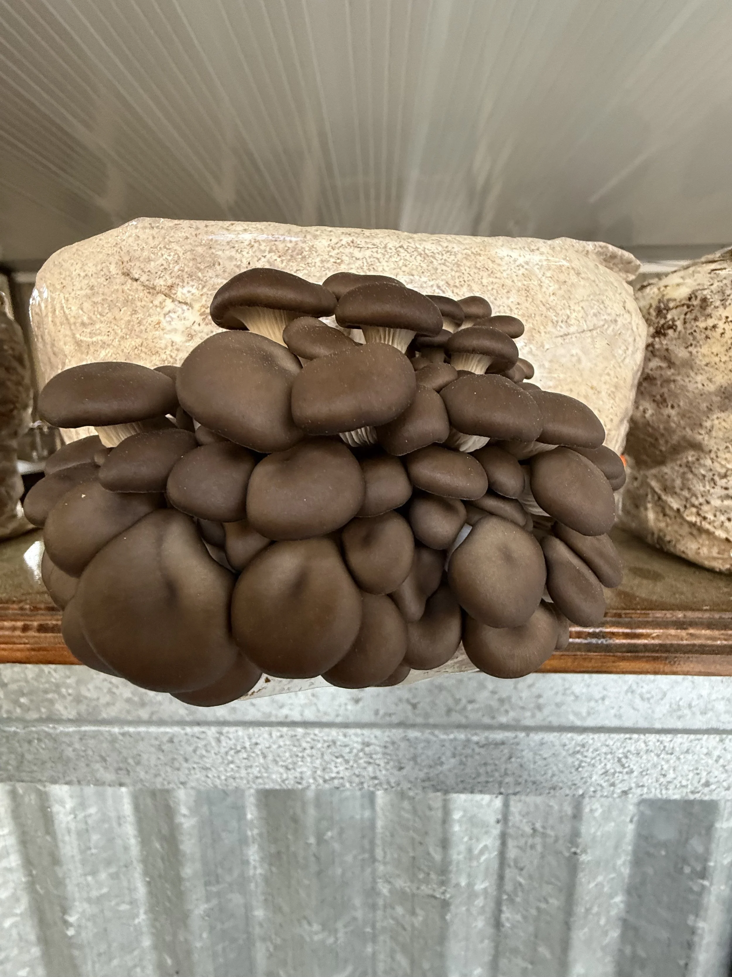 Start Your Mushroom Grow Here: