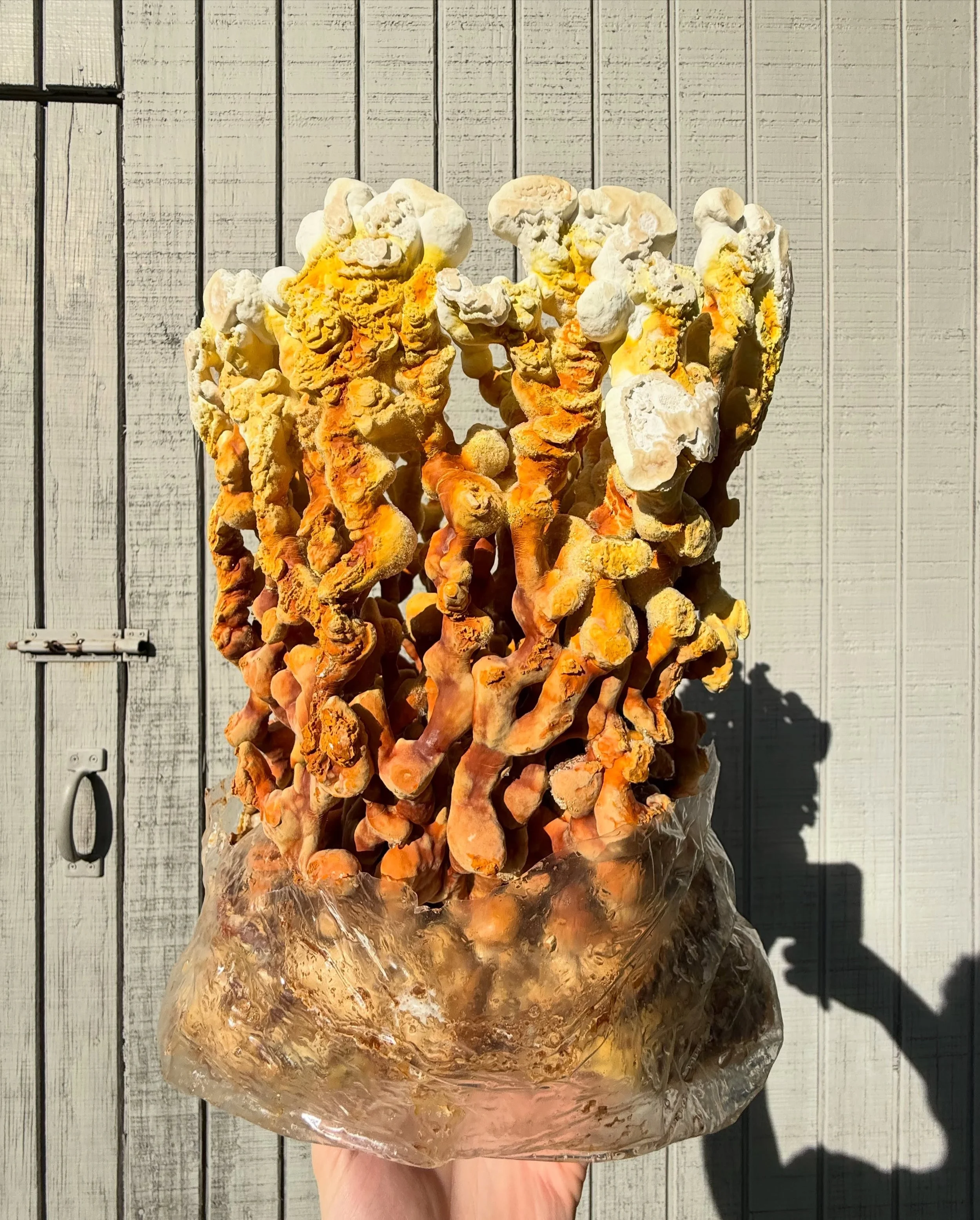 First 3 pics: &ldquo;GM-TF05&rdquo; Ganoderma multipileum
Final 3 pics; &ldquo;GLZ-TGR&rdquo; Ganoderma lingzhi &lsquo;Tiger&rsquo;
🧬 both @terrestrialfungi creations 🧬

TF05 is faster and more aggressive, you can see it kinda developed a little tu