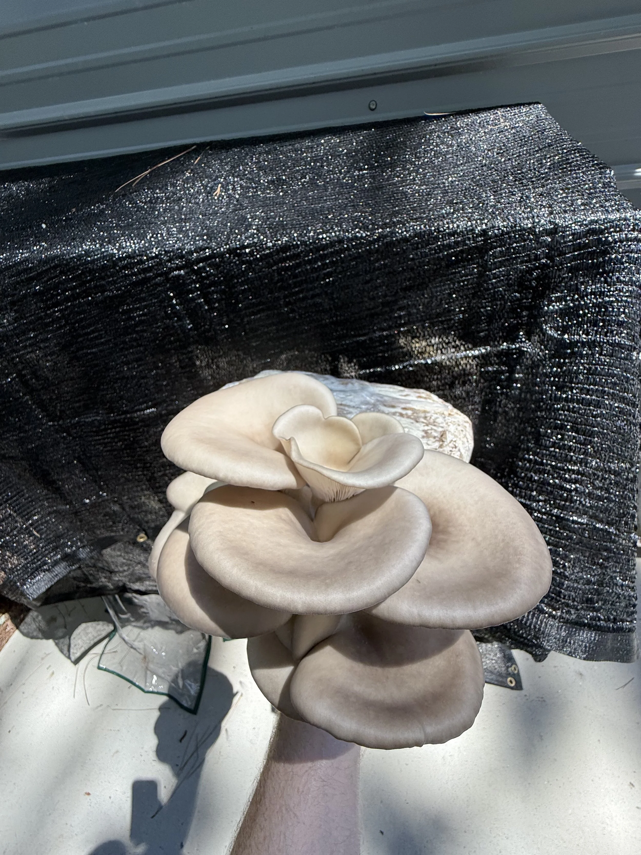 How To Grow Mushrooms: Mimic Nature!