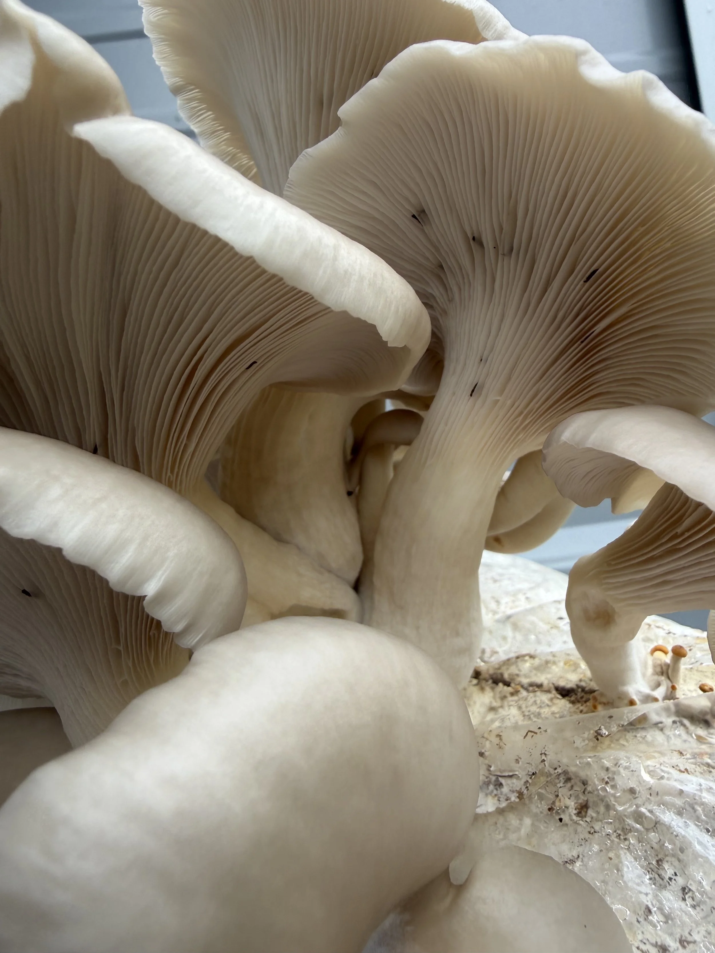 Does Growing Mushrooms Make You a Better Human?