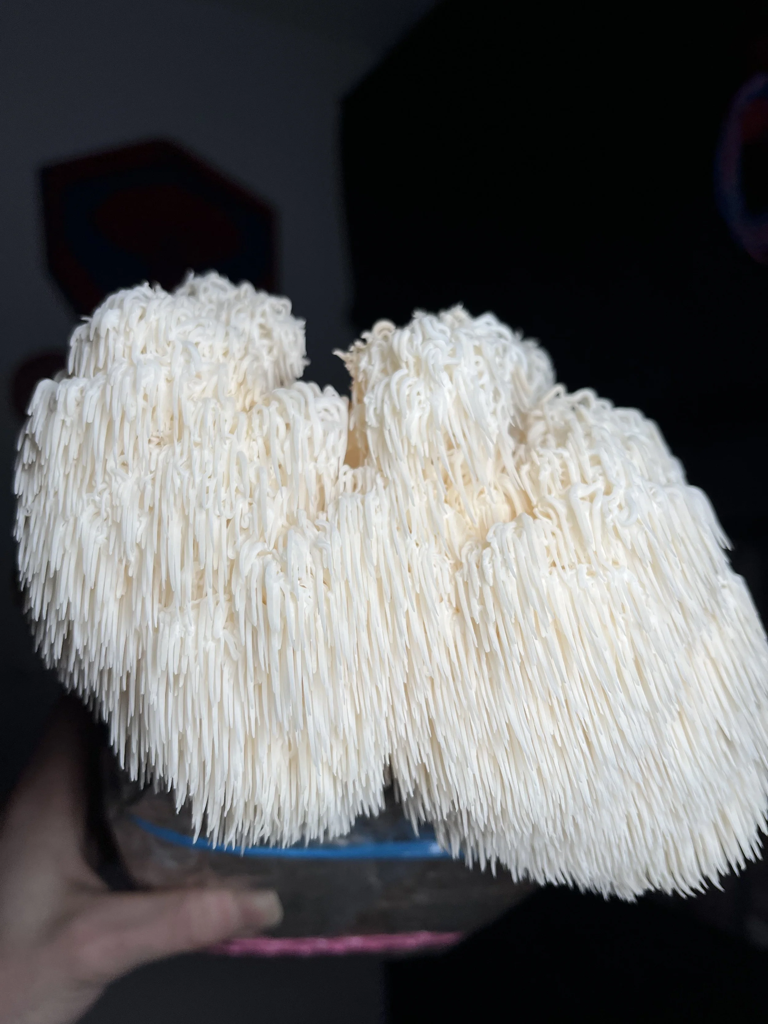 Species Spotlight: Lion’s Mane
