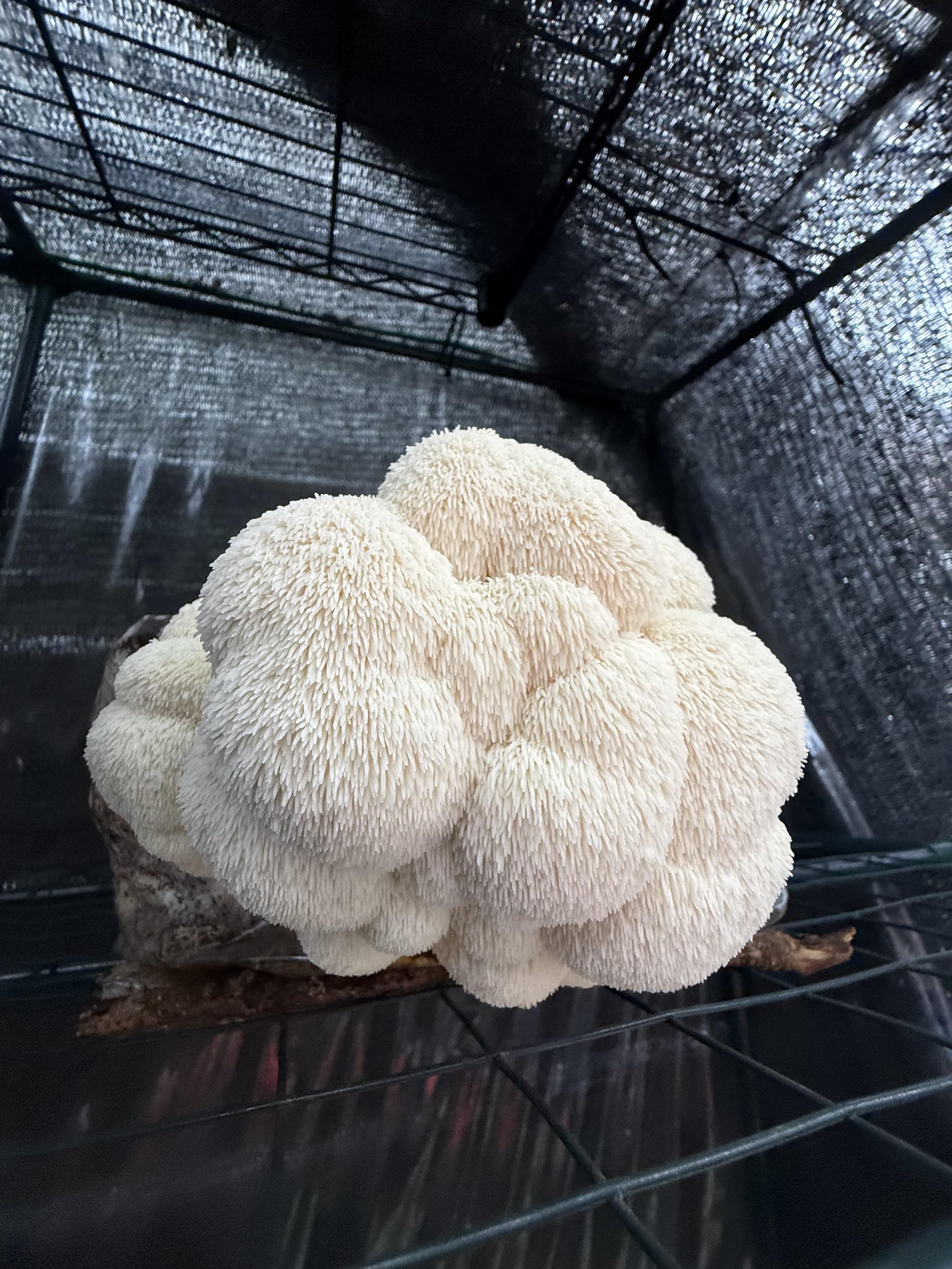 How to Grow lions Mane Mushrooms at Home
