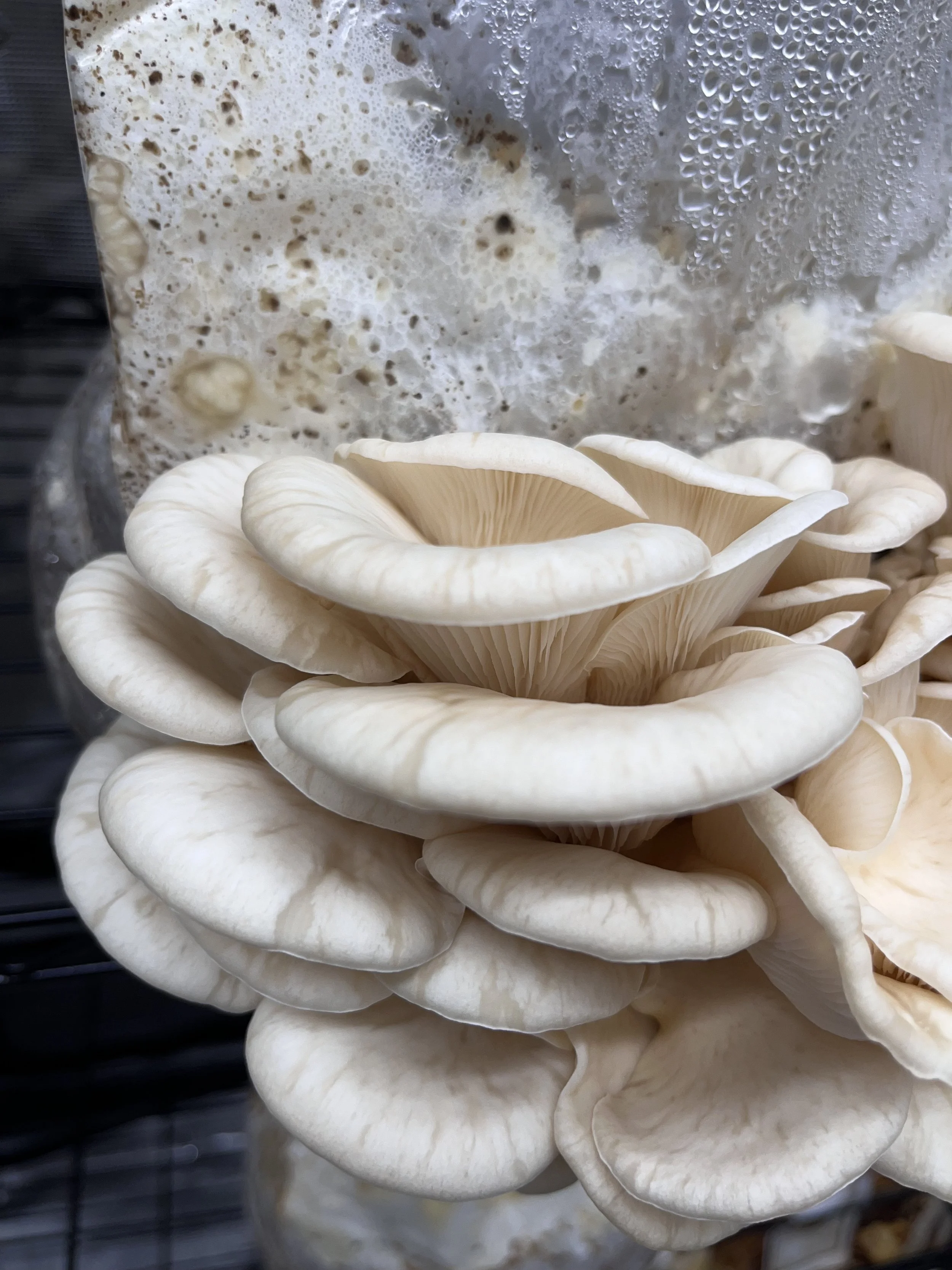 A cluster of fresh Aspen oyster mushrooms, pleurotus populinus, "PP OG1" with caps and gills, with a plastic mushroom grow bag in the background.