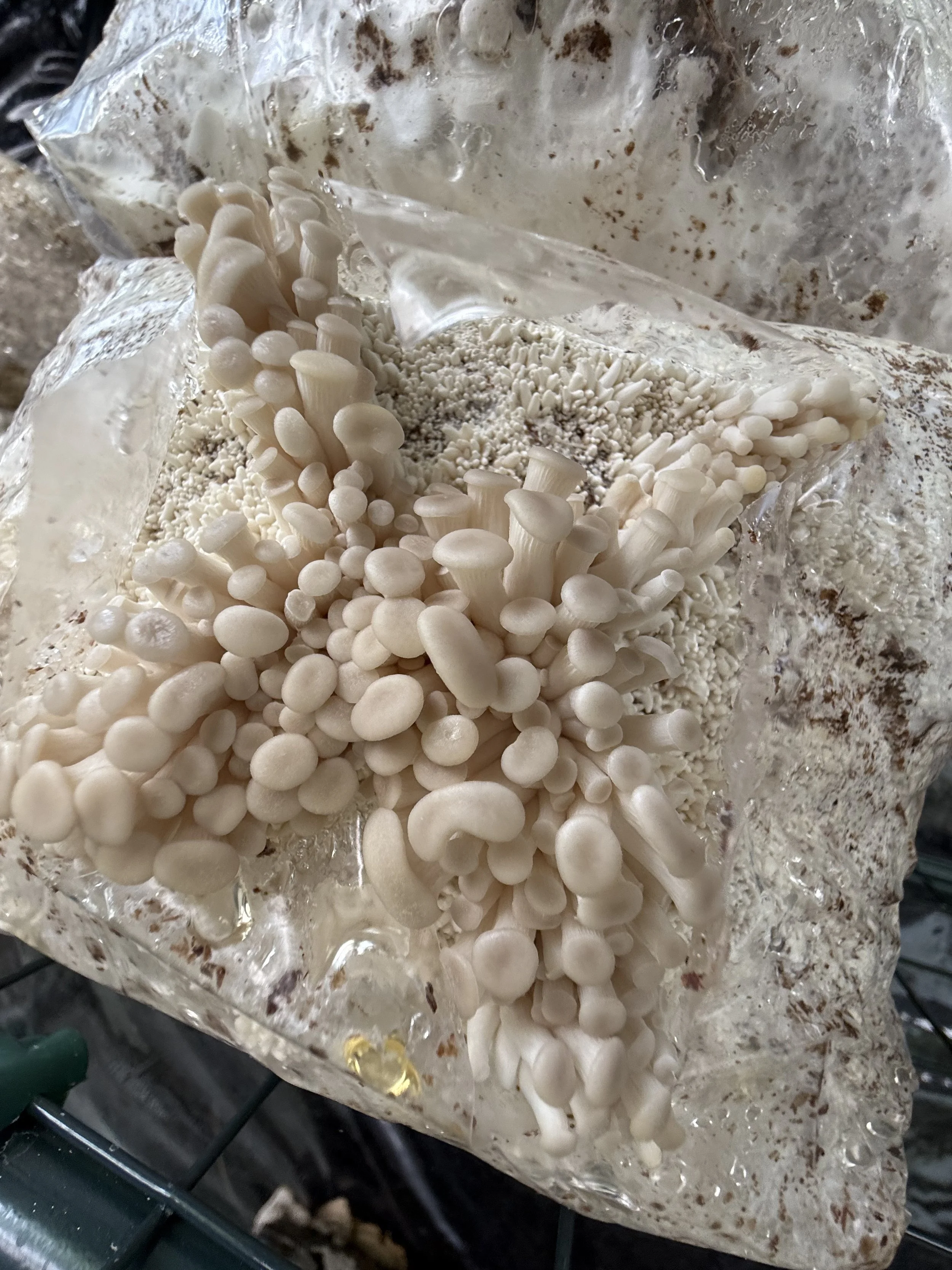 Phoenix Oyster, Pleurotus pulmonarius ; on MYA Plate | Heat Tolerant Genetics |