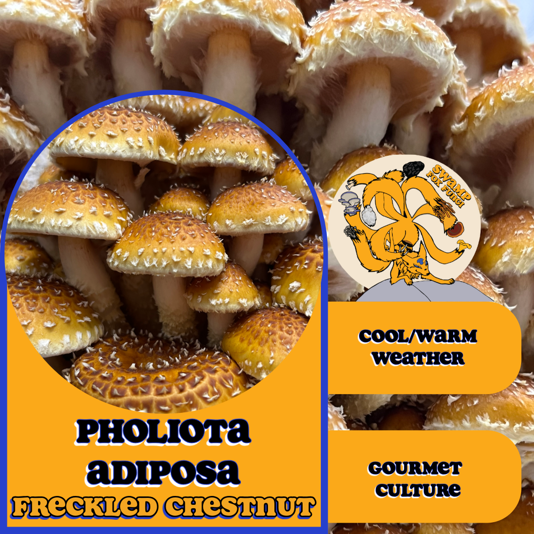 Freckled Chestnuts (Pholiota adiposa) "PA-321" Agar Culture on MYA