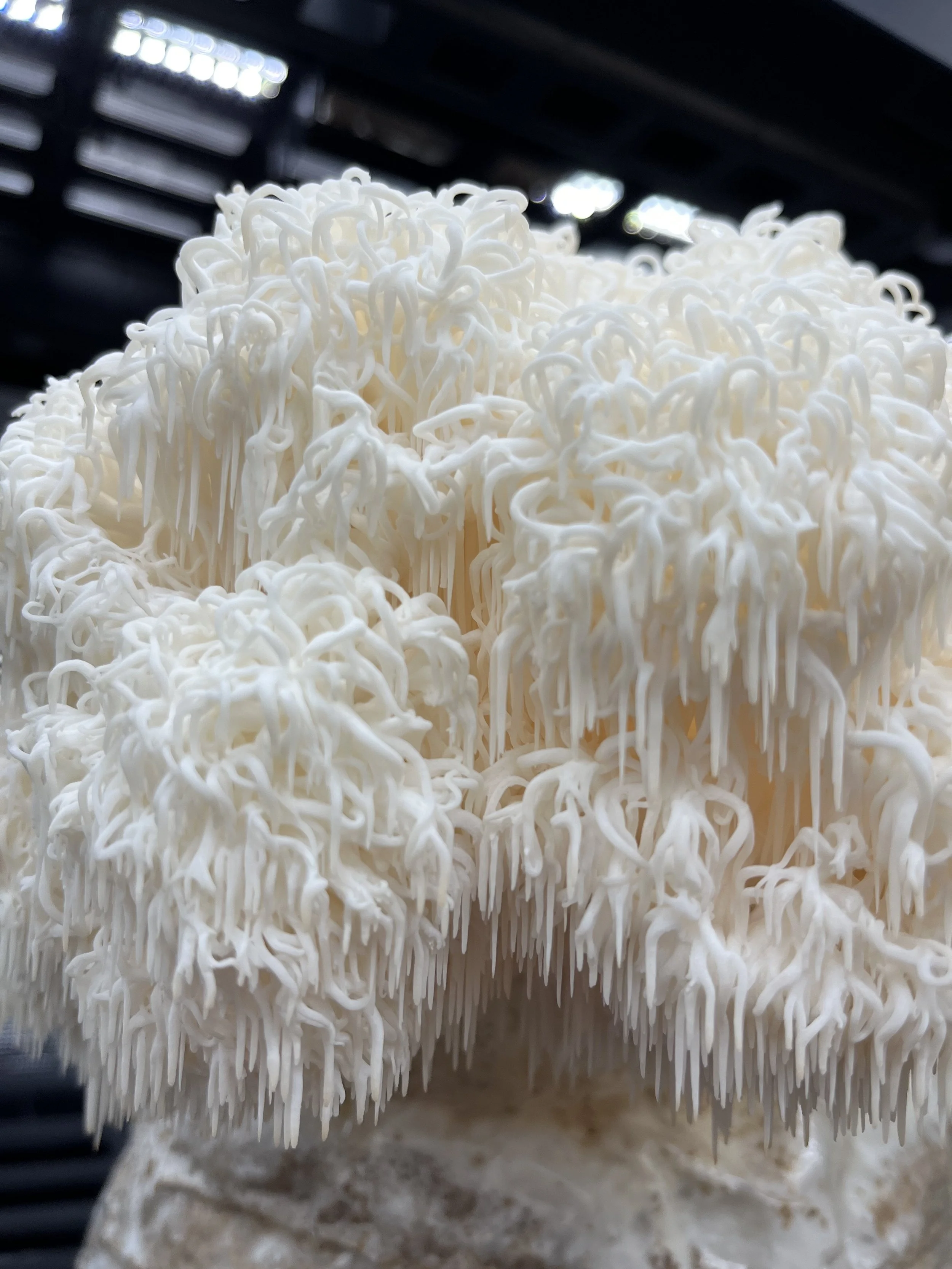 Close up of long dangling spines of Lions Mane mushroom, Lions Beard, Hericium erinaceus in a fruiting chamber