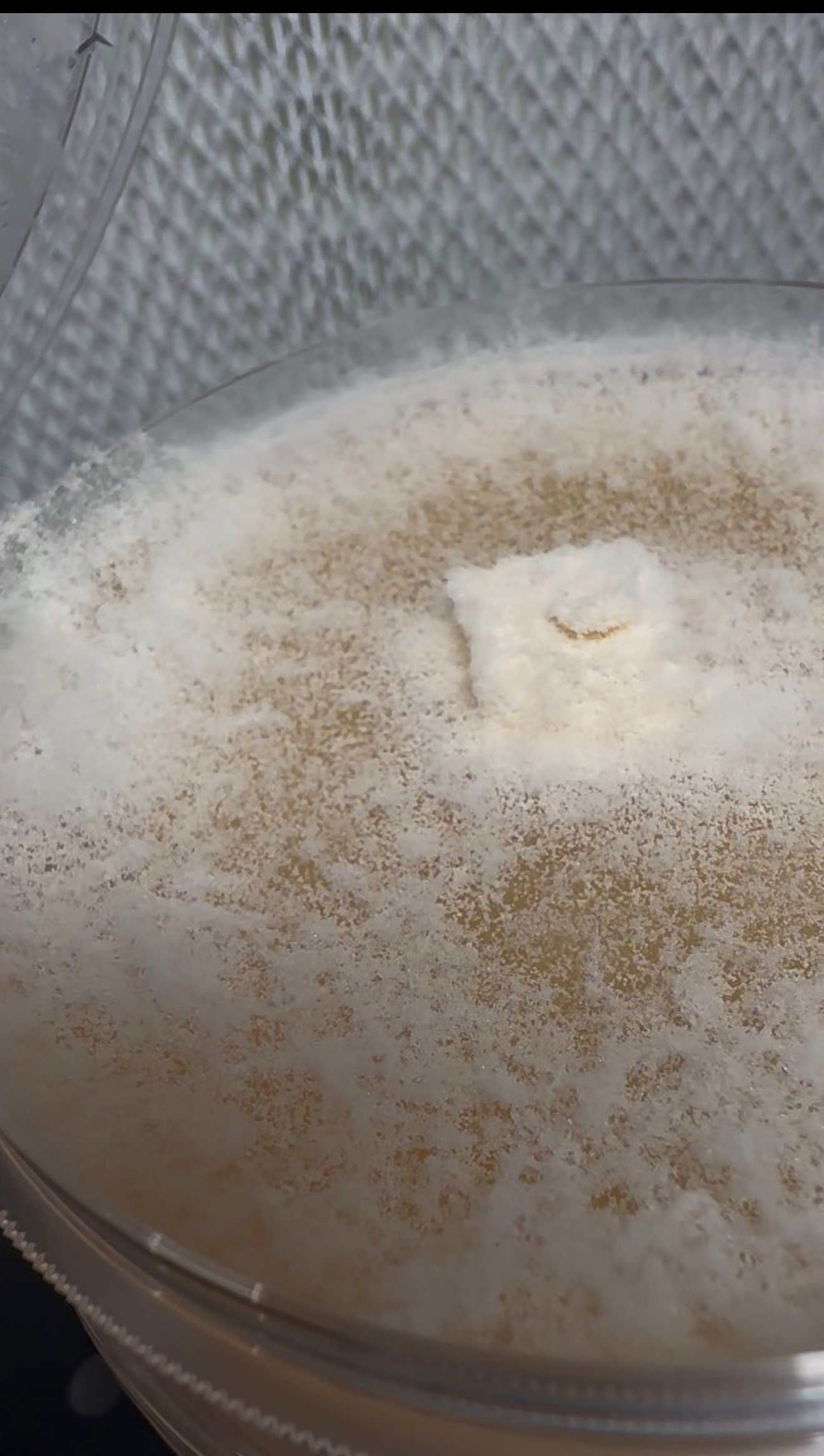 Close up of fluffy, flaky, peach orange tinted "COW LSFF" Chicken of The Woods, laetiporus sulphureus mushroom mycelium growing across malt yeast agar culture media