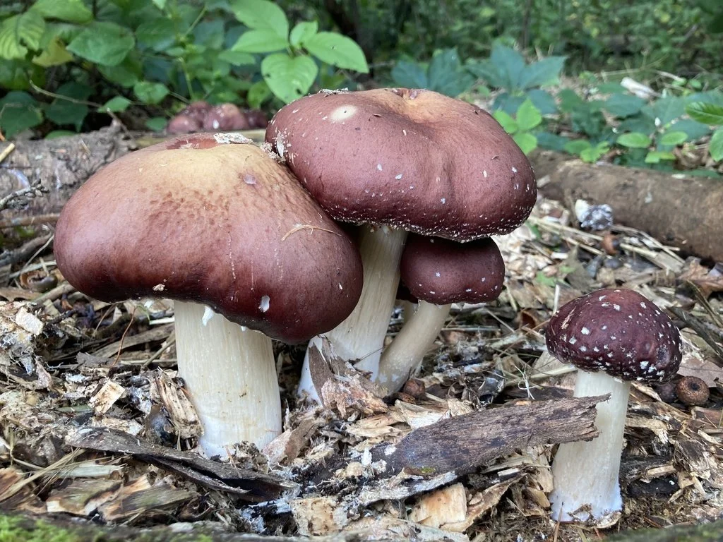Group of five Wine cap mushrooms growing in a mushroom bed