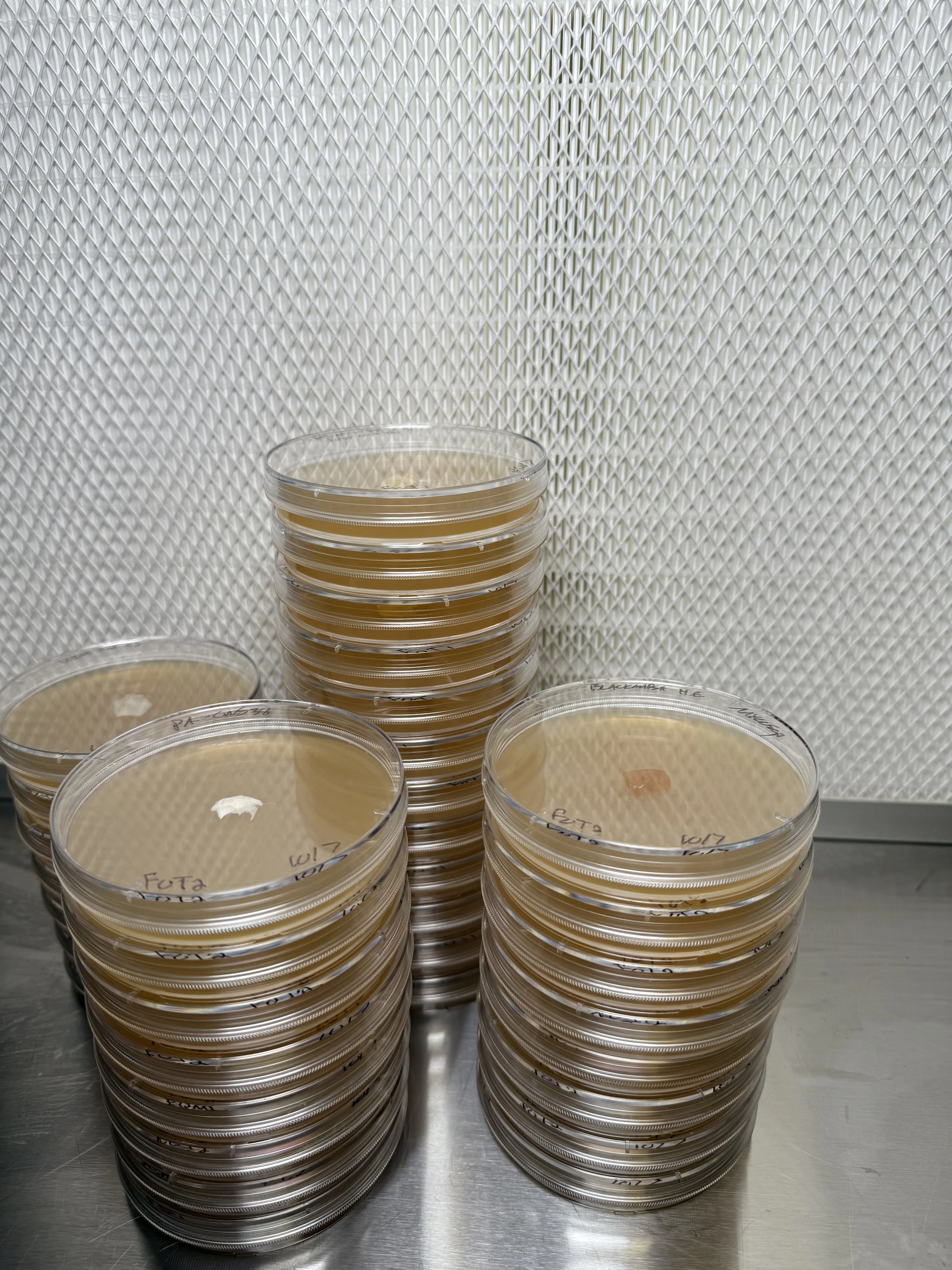 Stacks of clear plastic petri dishes with lids, some with labels, placed on a metal surface in front of a textured white wall.