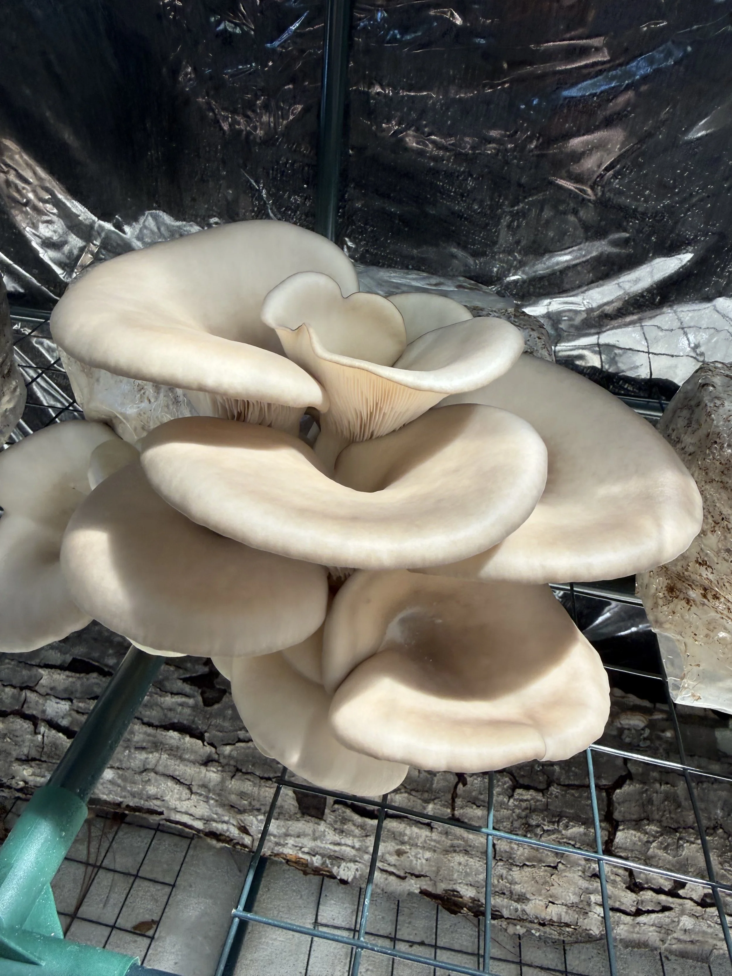 Close up on Blue Oyster mushrooms, PO CNS, Pleurotus ostreatus growing in an outdoor fruiting tent in Jacksonville Florida