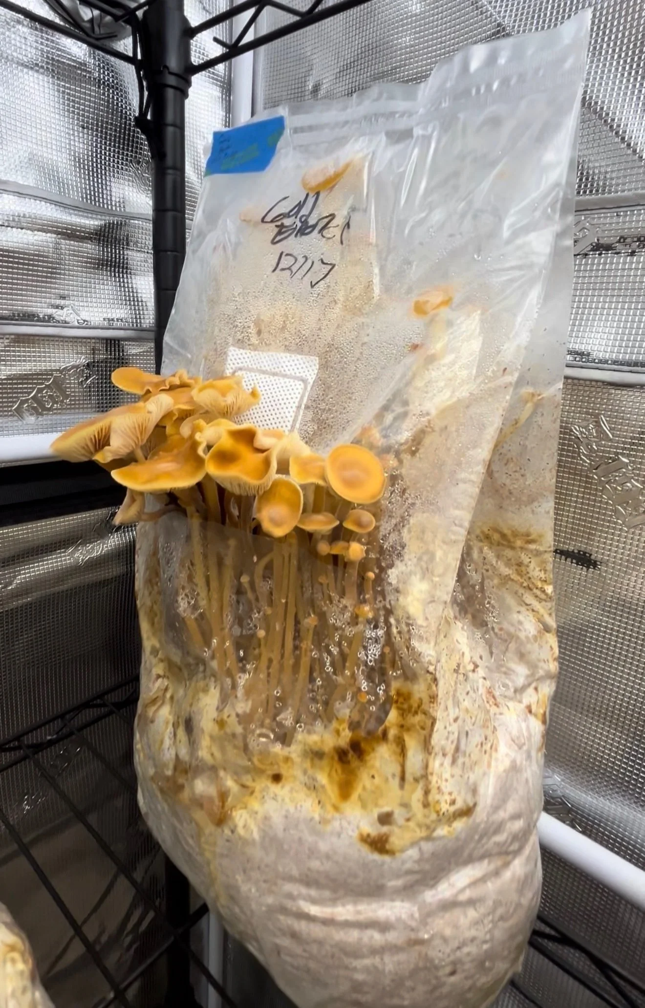 Cluster of Gold Enoki, Flammunlina velutipes, mushrooms growing in a plastic bag inside a fruiting chamber