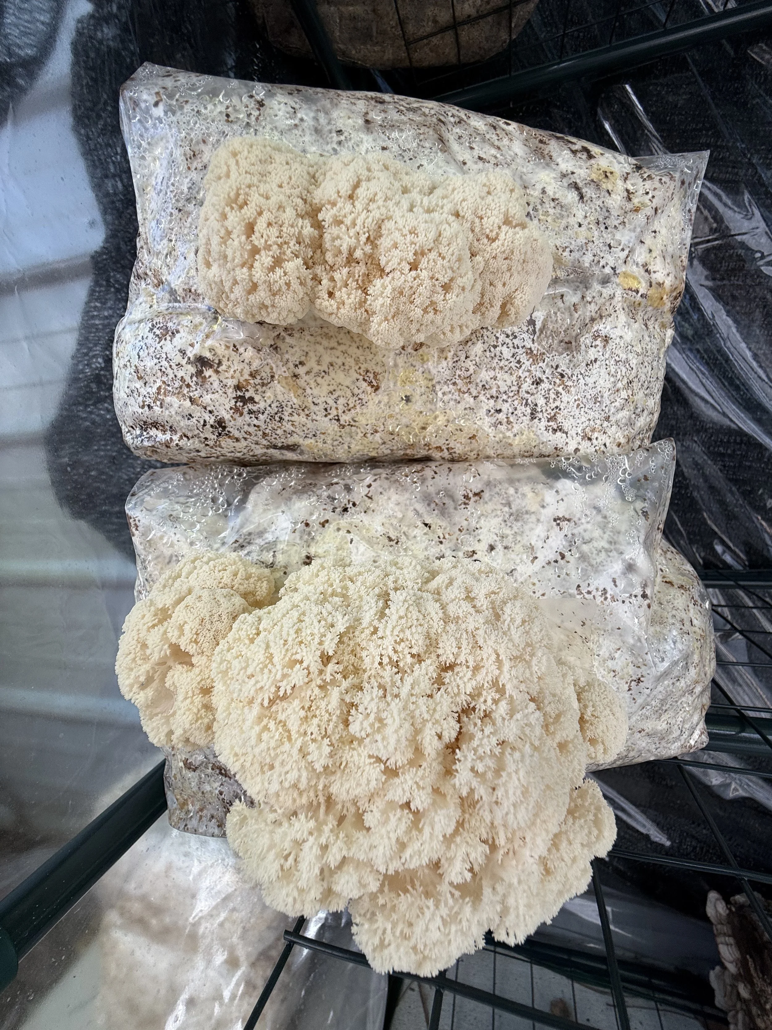 Two flushes of Corals Tooth mushrooms, Hericium coralloides "HC FF" growing in an outdoor fruiting chamber in Jacksonville Florida