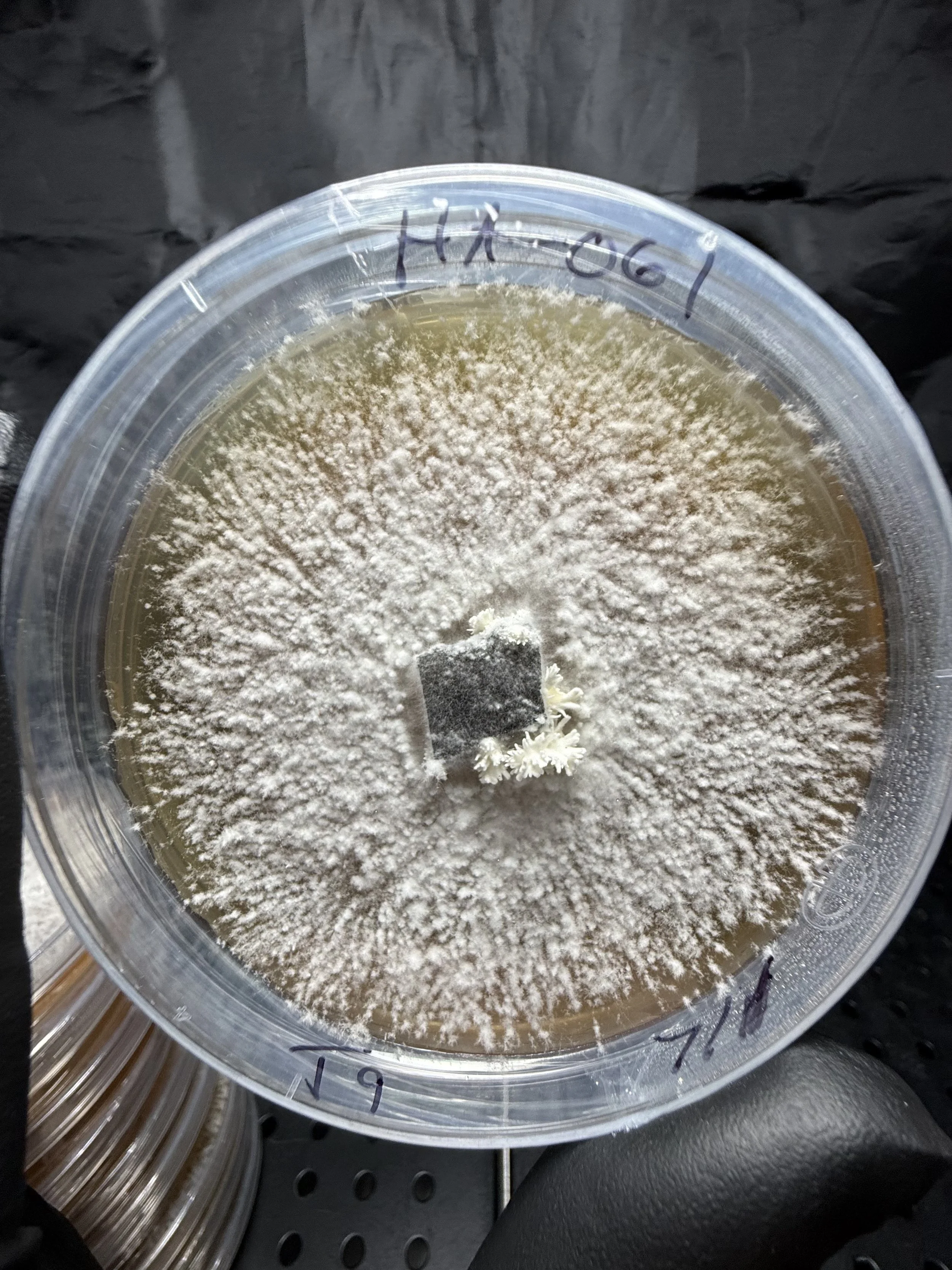 HAOG1 Plate.jpg