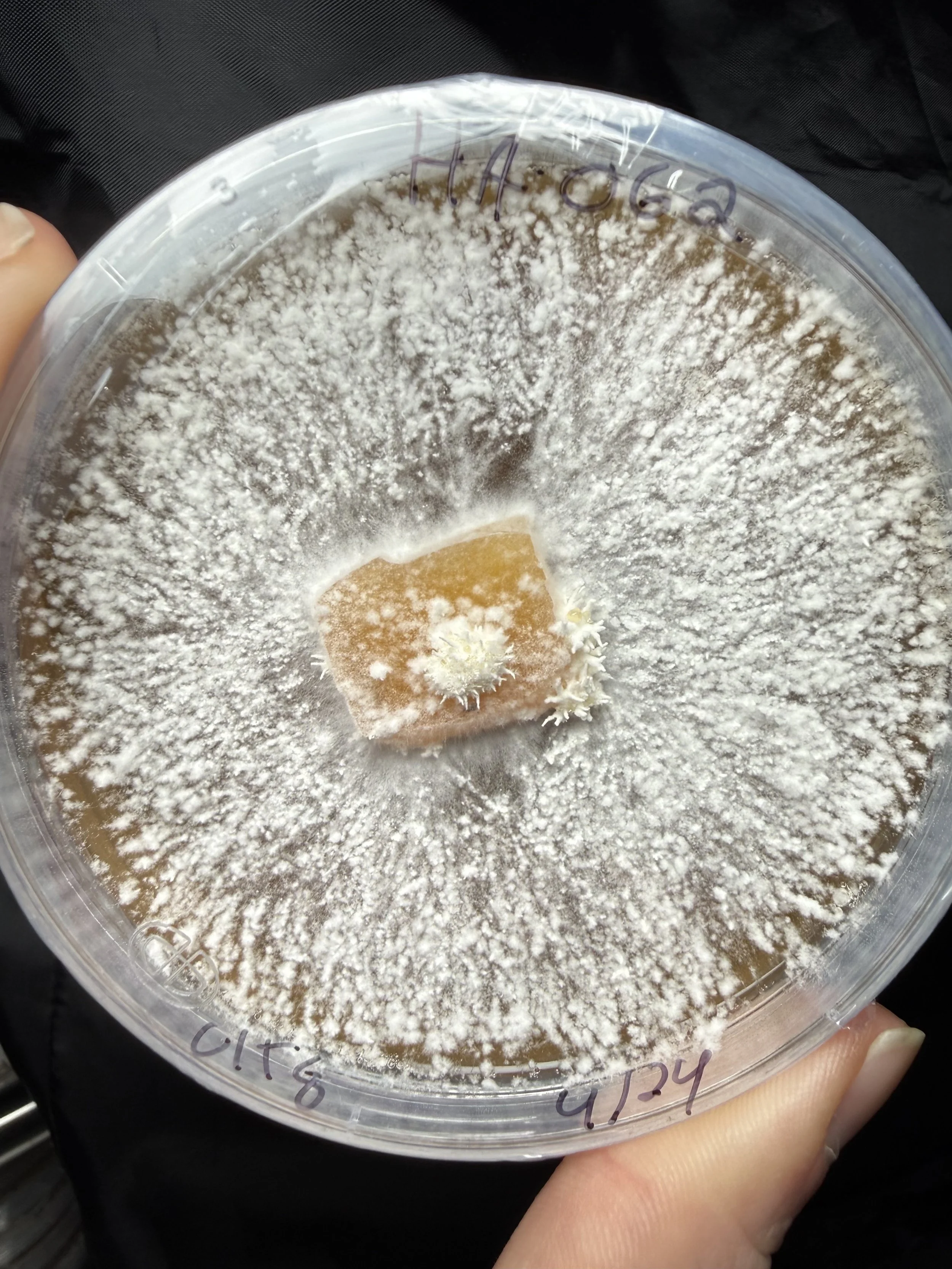 Bears Head, Hericium americanum "HA OG2" on malt yeast agar culture media. Long reaching beautiful mycelial strands.