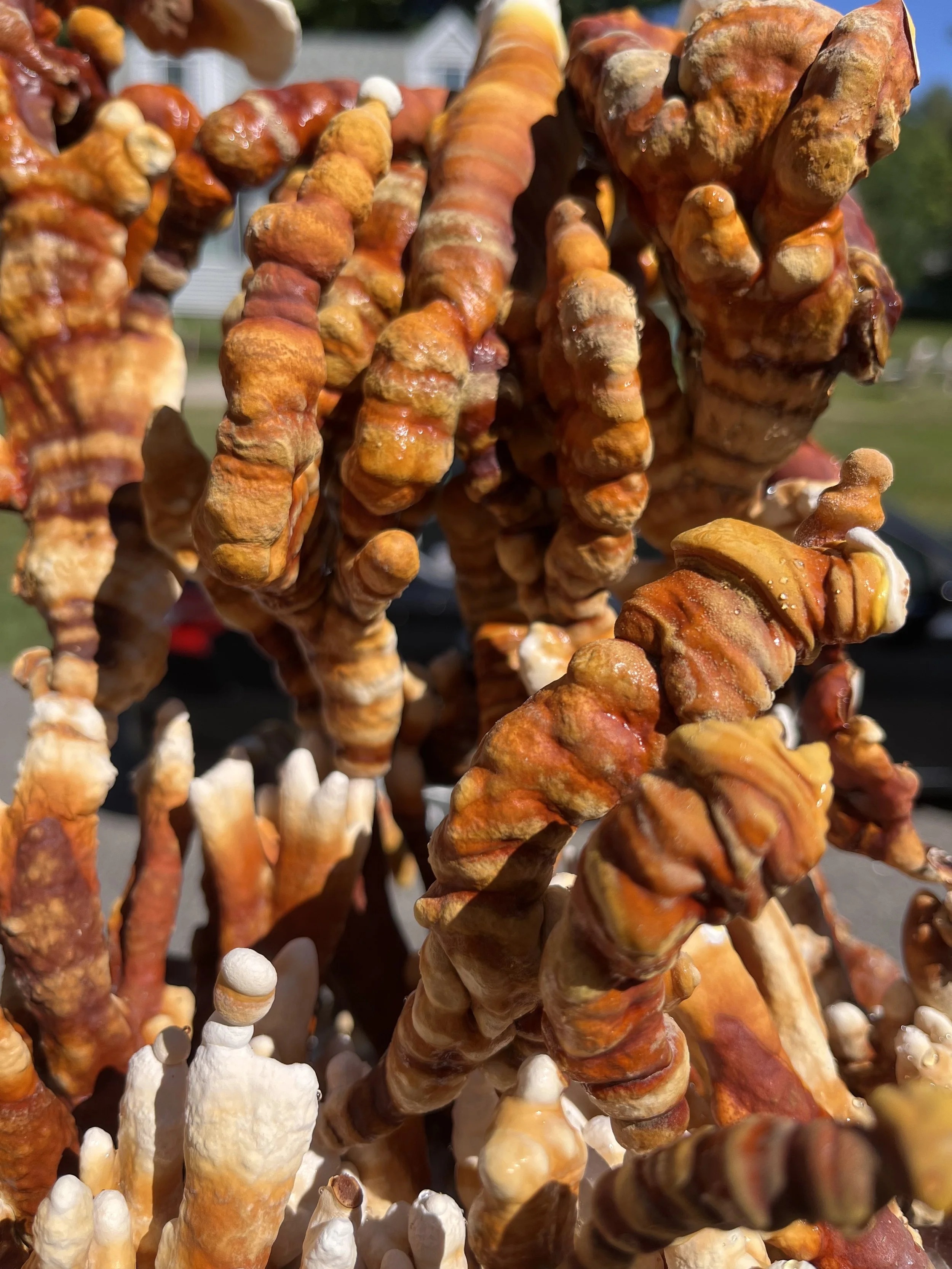 "Tiger" Ganoderma lingzhi ; Culture on MYA Plate | Originally by Terrestrial Fungi