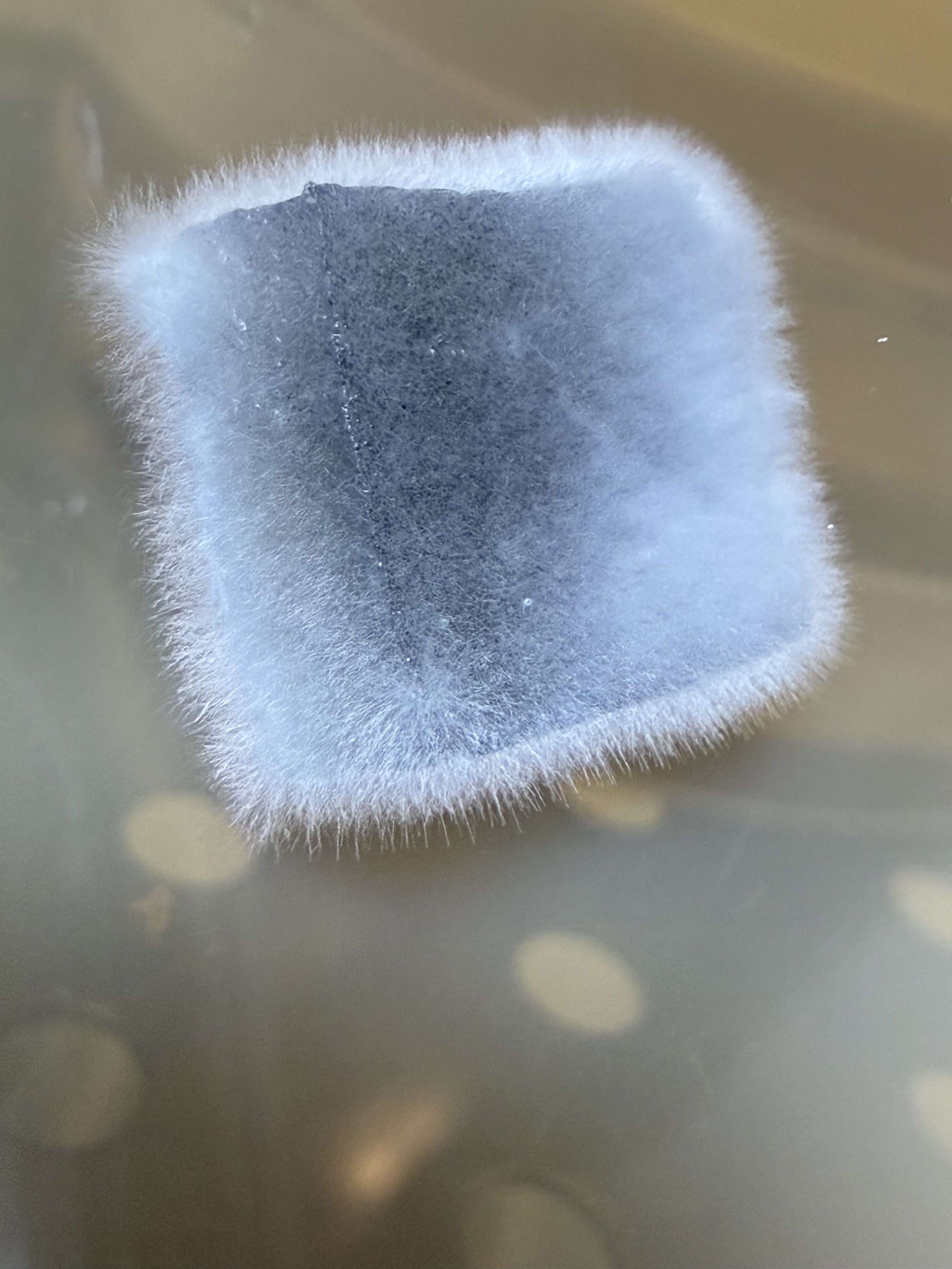 Fresh slice of mycelium on Charcoal MYA onto fresh tan MYA plate
