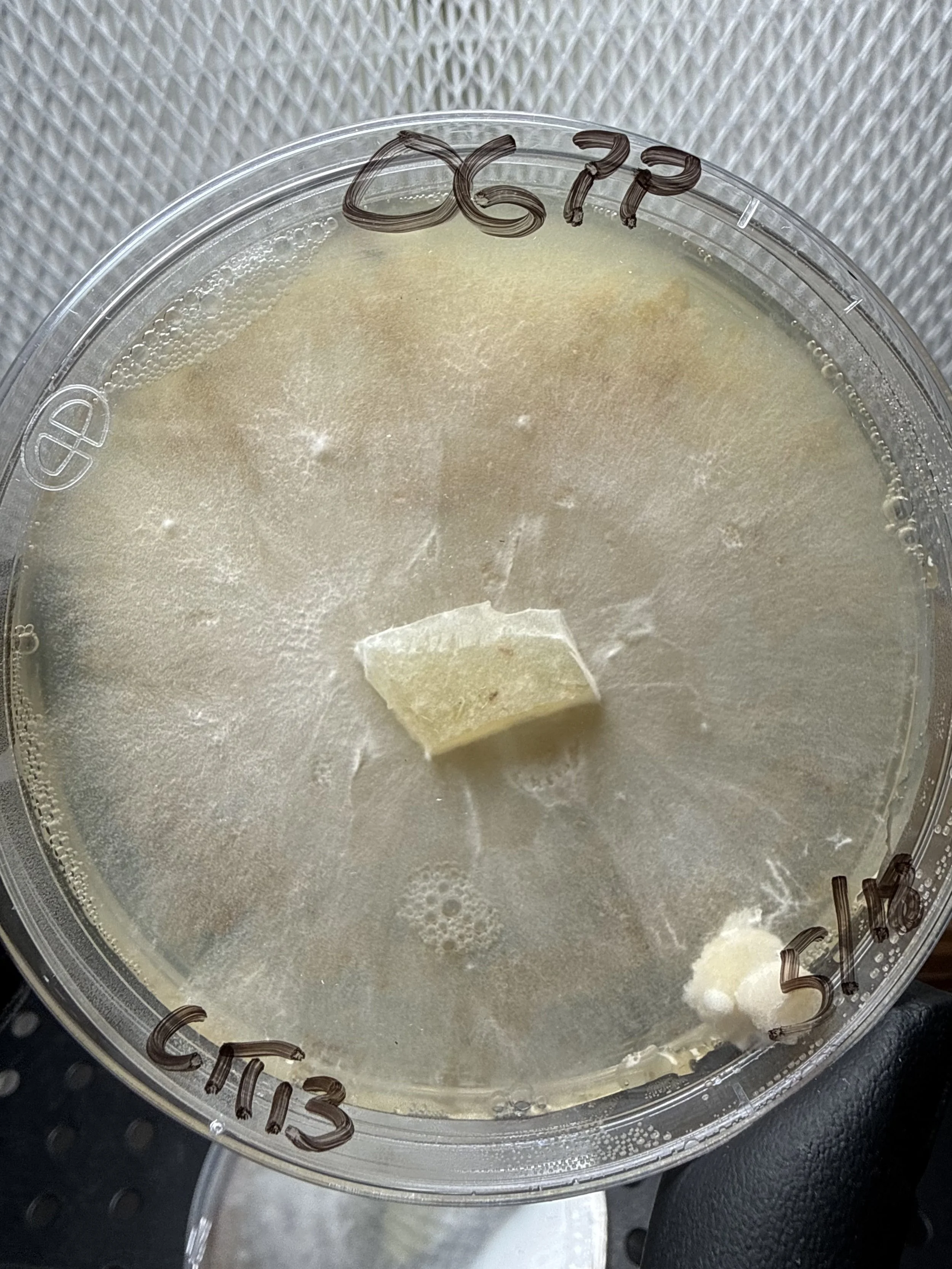 PPOG Plate.jpg