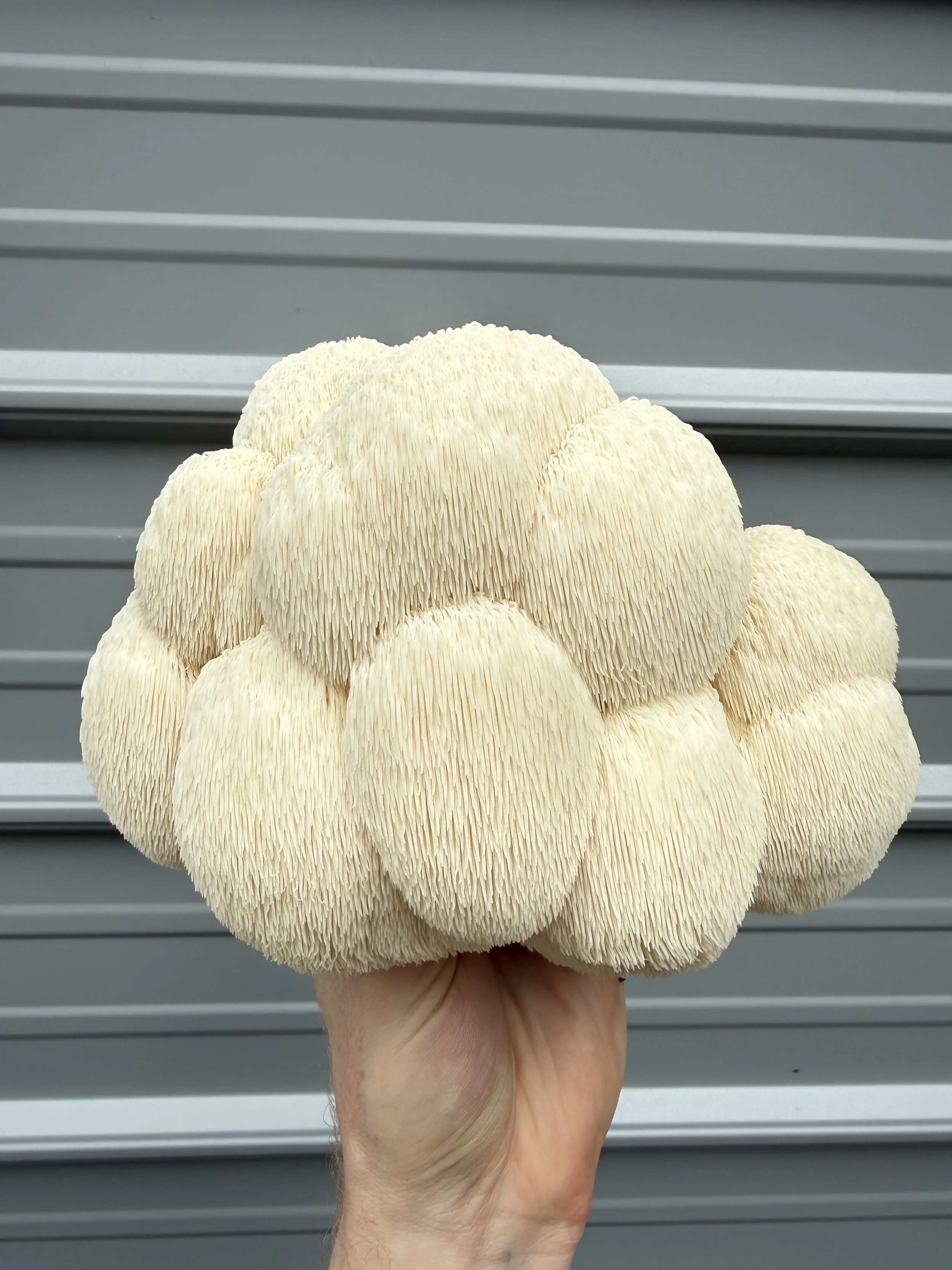 Lion's Mane Mushroom Fruiting Blocks | 5lb Hericium erinaceus Grow Kit