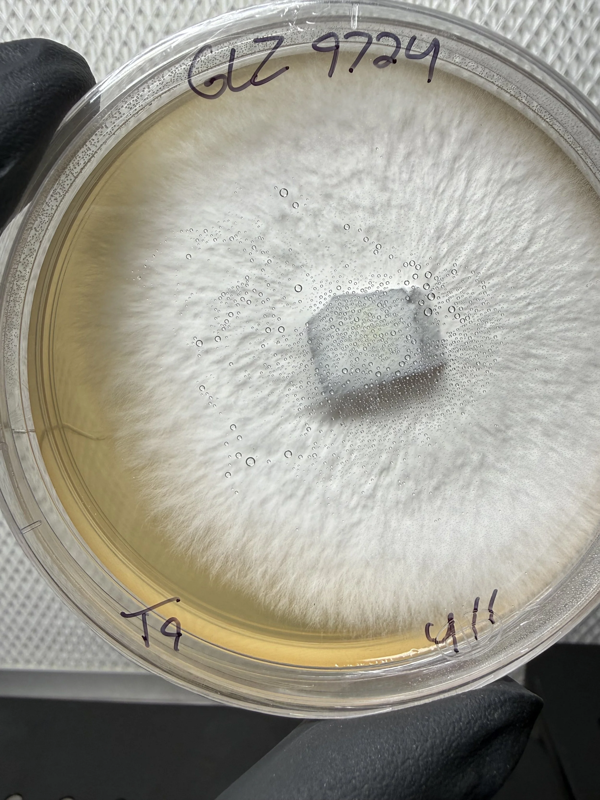 "GLZ 9724" Ganoderma lingzhi Mushroom mycelium growing across malt yeast agar culture media