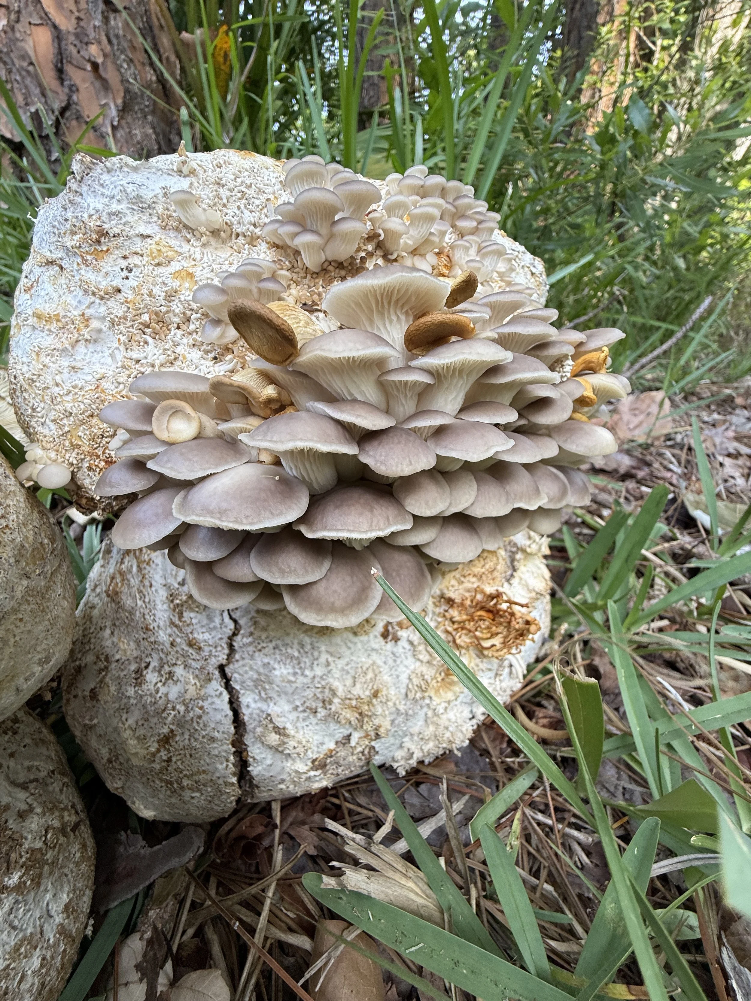 Cluster of Florida Oyster mushrooms, Pleurotus ostreatus growing on a spent substrate block in a grassy area outdoors in Jacksonville Florida on a 90 degree day