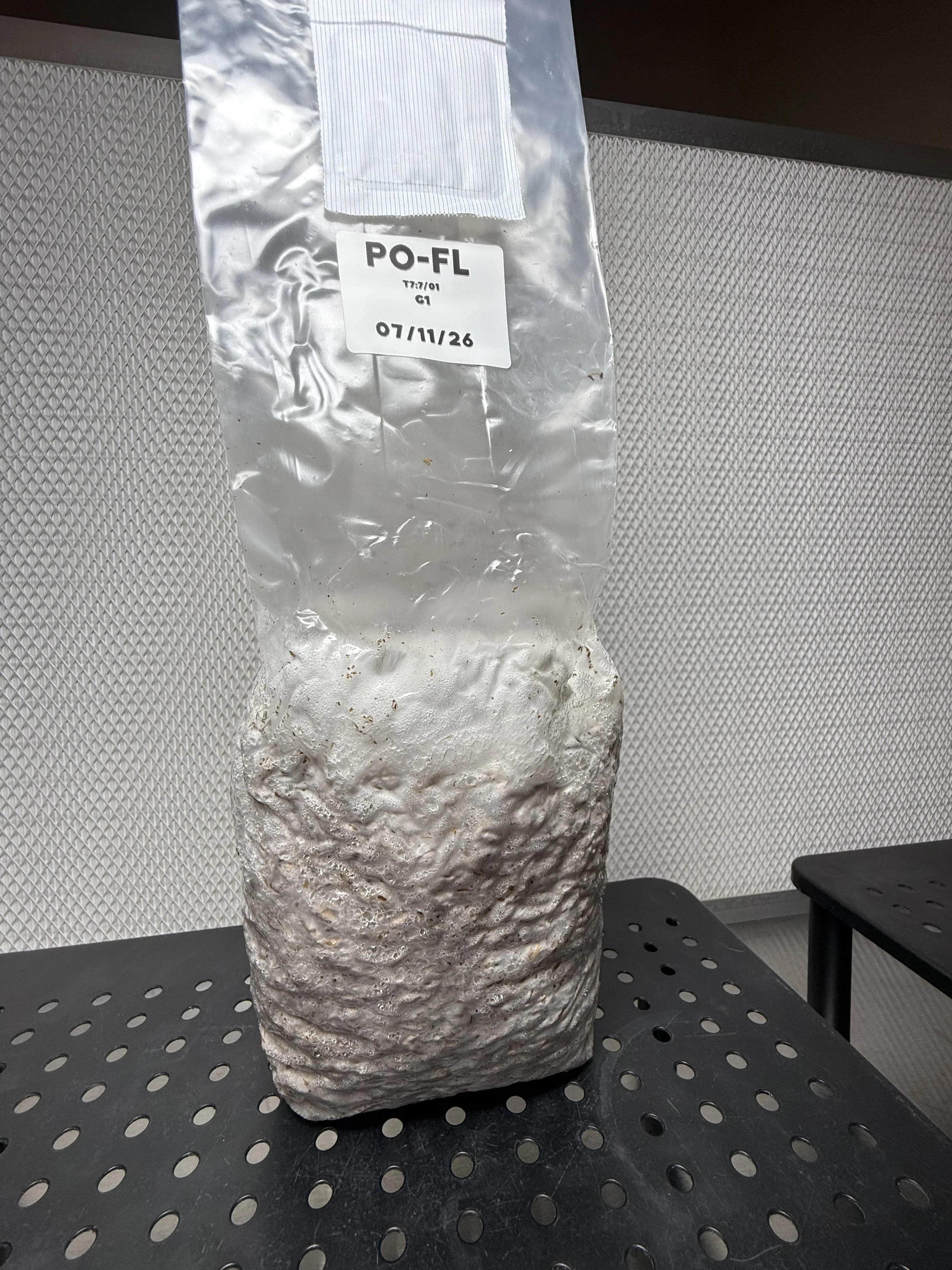 Colonized Grain Spawn | 2lb Corn & Oat Spawn