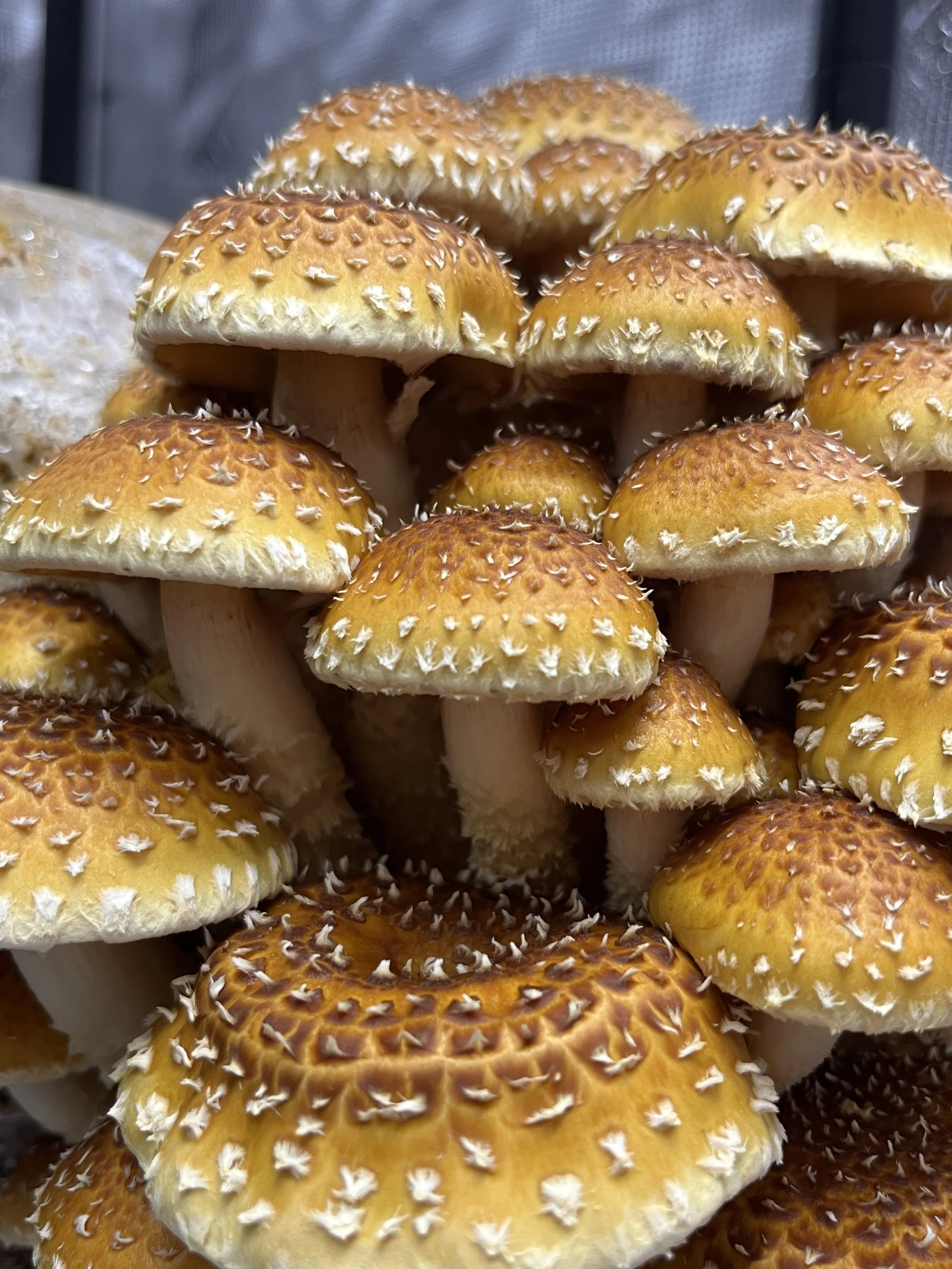 Big Cluster of Brown/Tan spikey Freckled Chestnuts "PA 321" Pholiota adiposa mushrooms growing on masters mix in an indoor fruiting chamber
