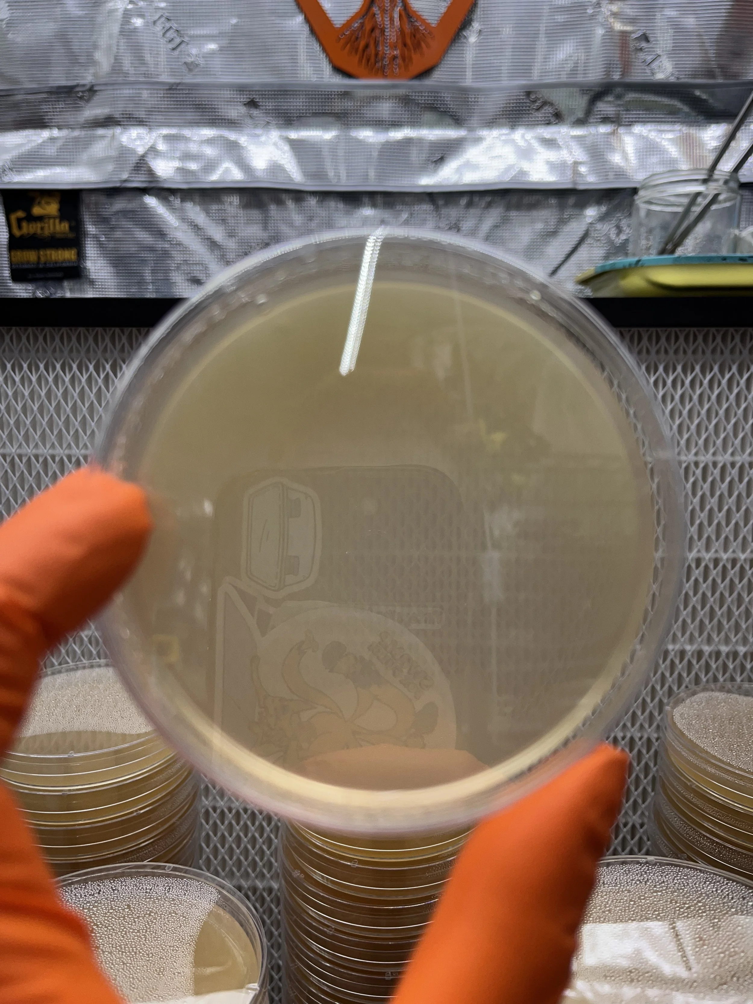 A beautiful clear tan Malt Yeast Agar (MYA) Dish held by a person wearing orange gloves, with stacks of similar containers underneath on a metallic surface.