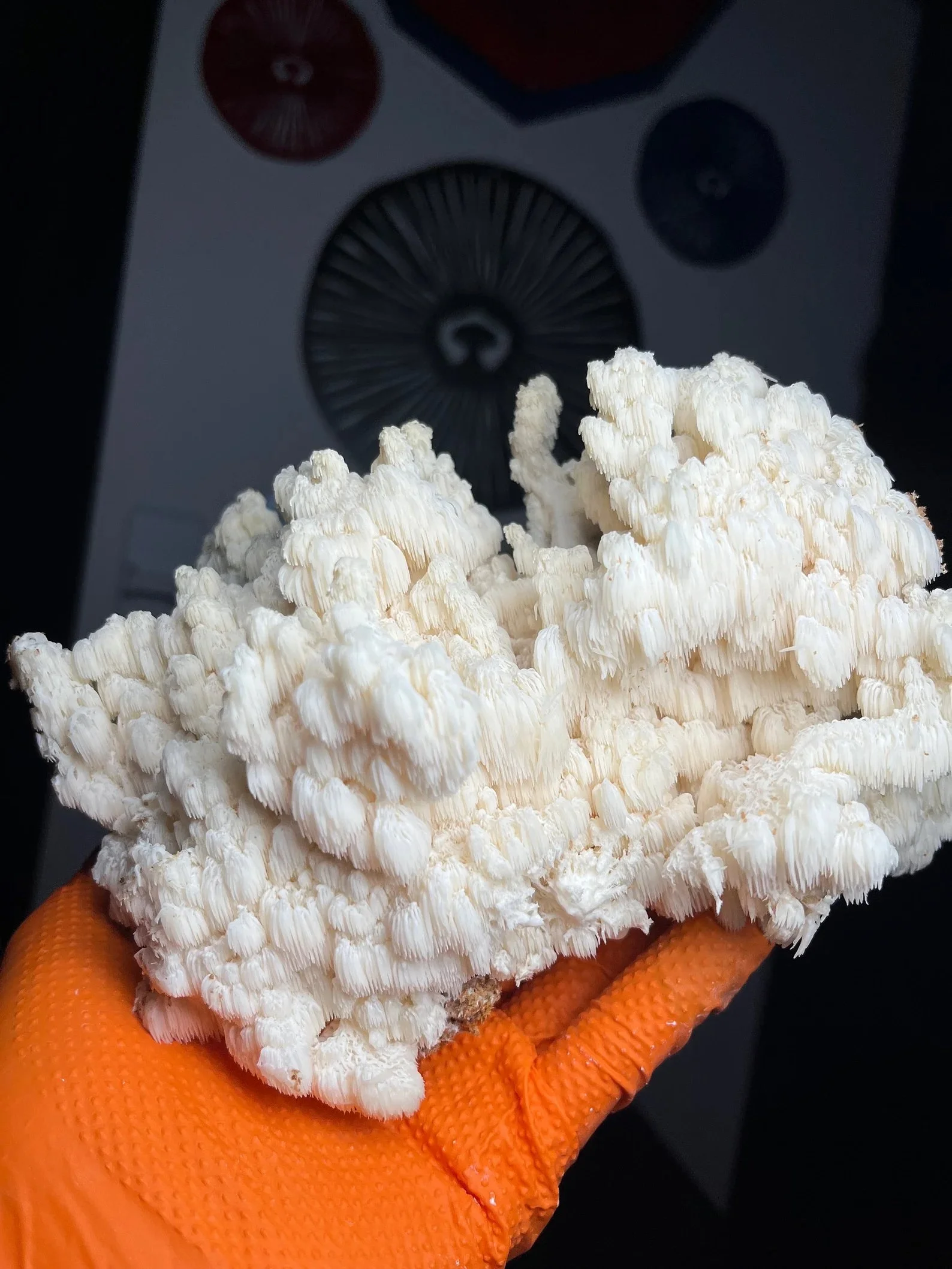 Maine Bears Head "HA-OG1" Hericium americanum Agar Culture on MYA