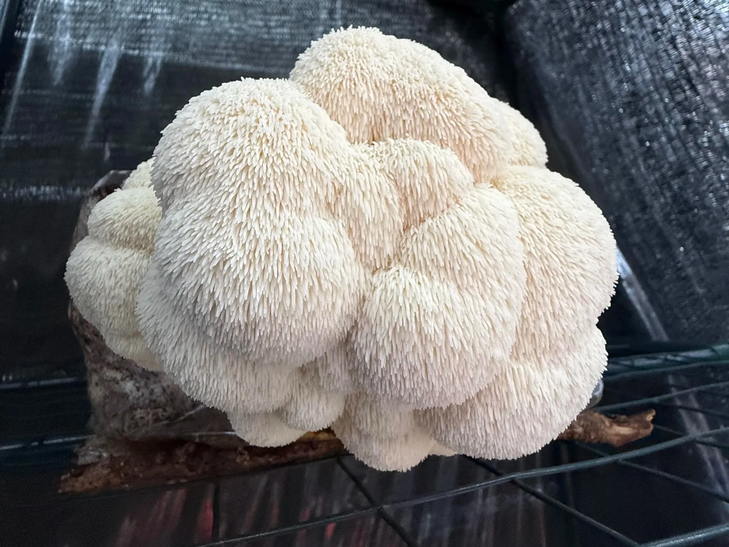 Hericium erinaceus, Lions Mane growing outdoors under shaded tent in Florida