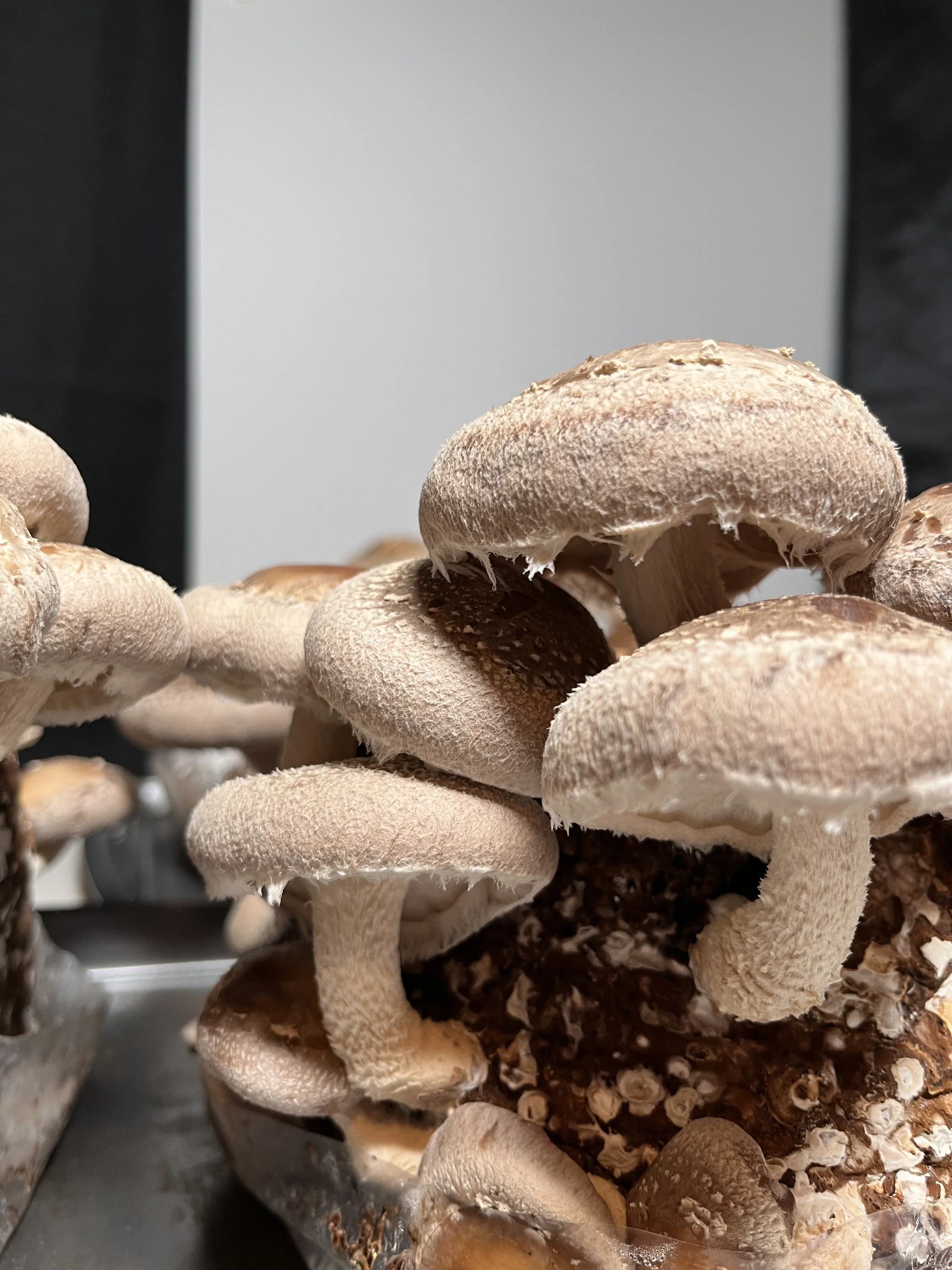 Clusters of Shiitake, lentinula edoes, "LE 3782" growing across an aged darkened brown substrate.
