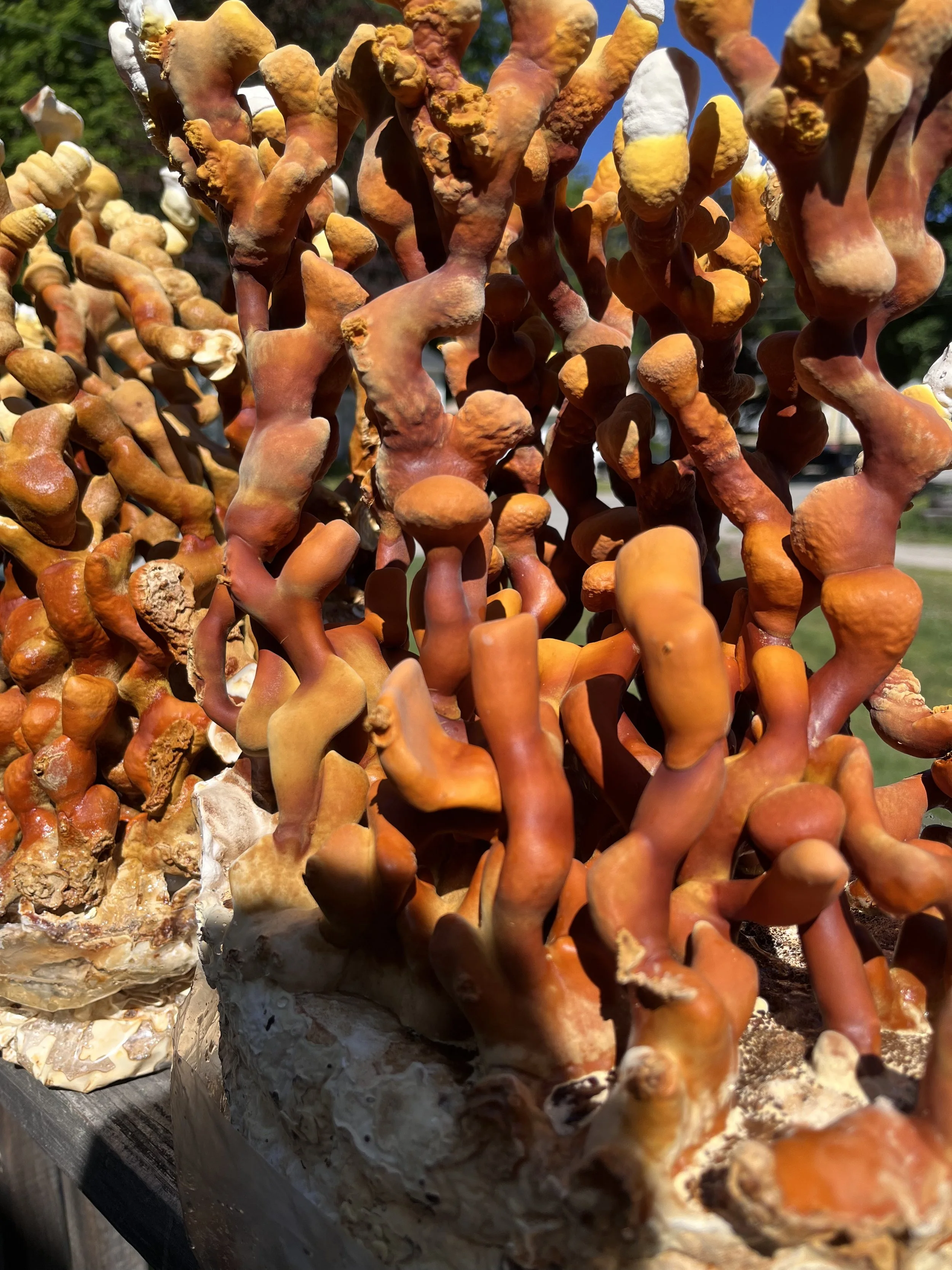 Close-up of a colorful Reishi Antler Ganoderma lingzhi, "GLZ TGR" formation with orange, red, and yellow hues, set outdoors in sunlight.