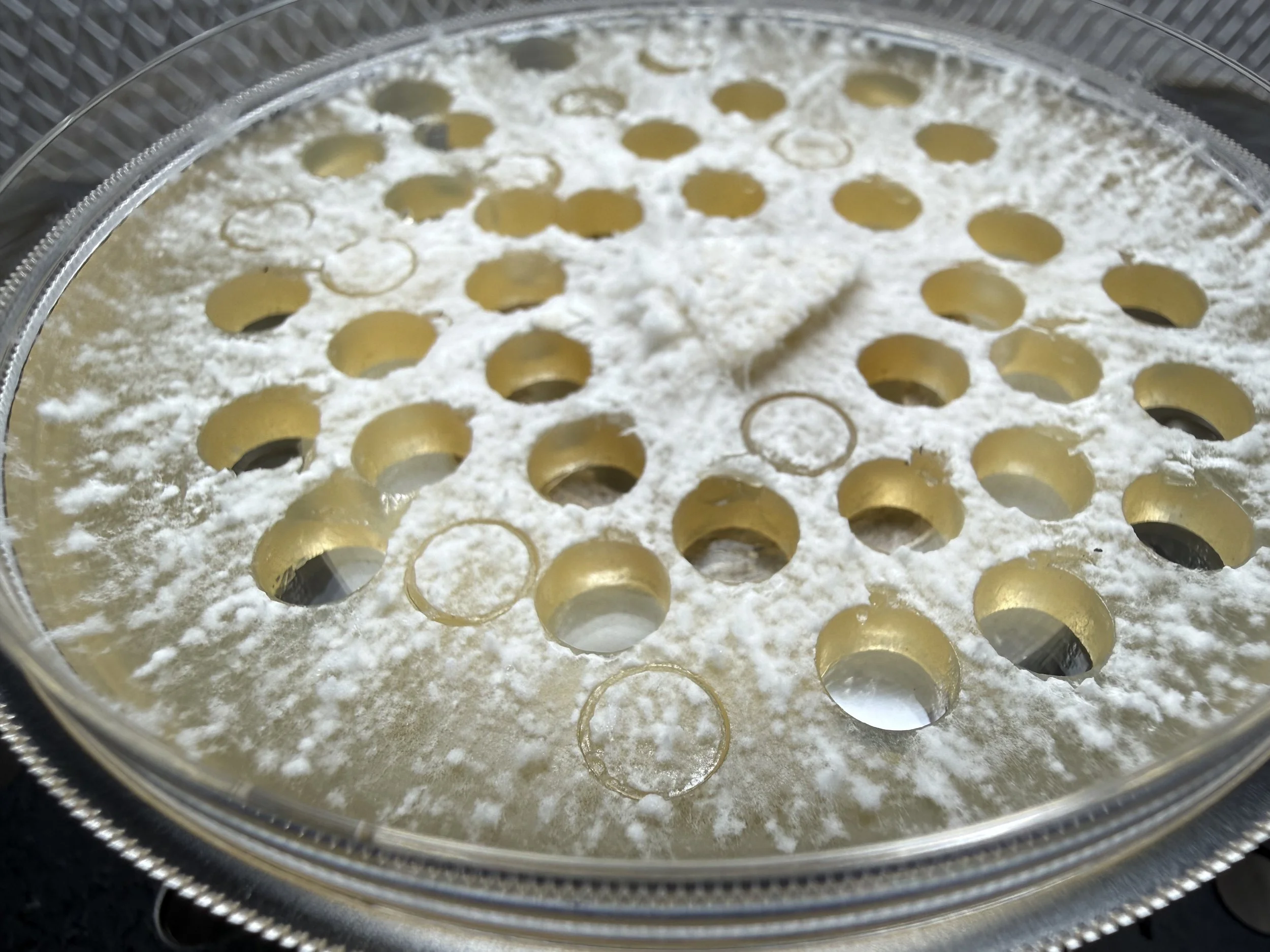 A close-up of a Malt Yeast Agar dish overgrown with Mushroom Mycelium with numerous round holes on its surface from an Agar Punch