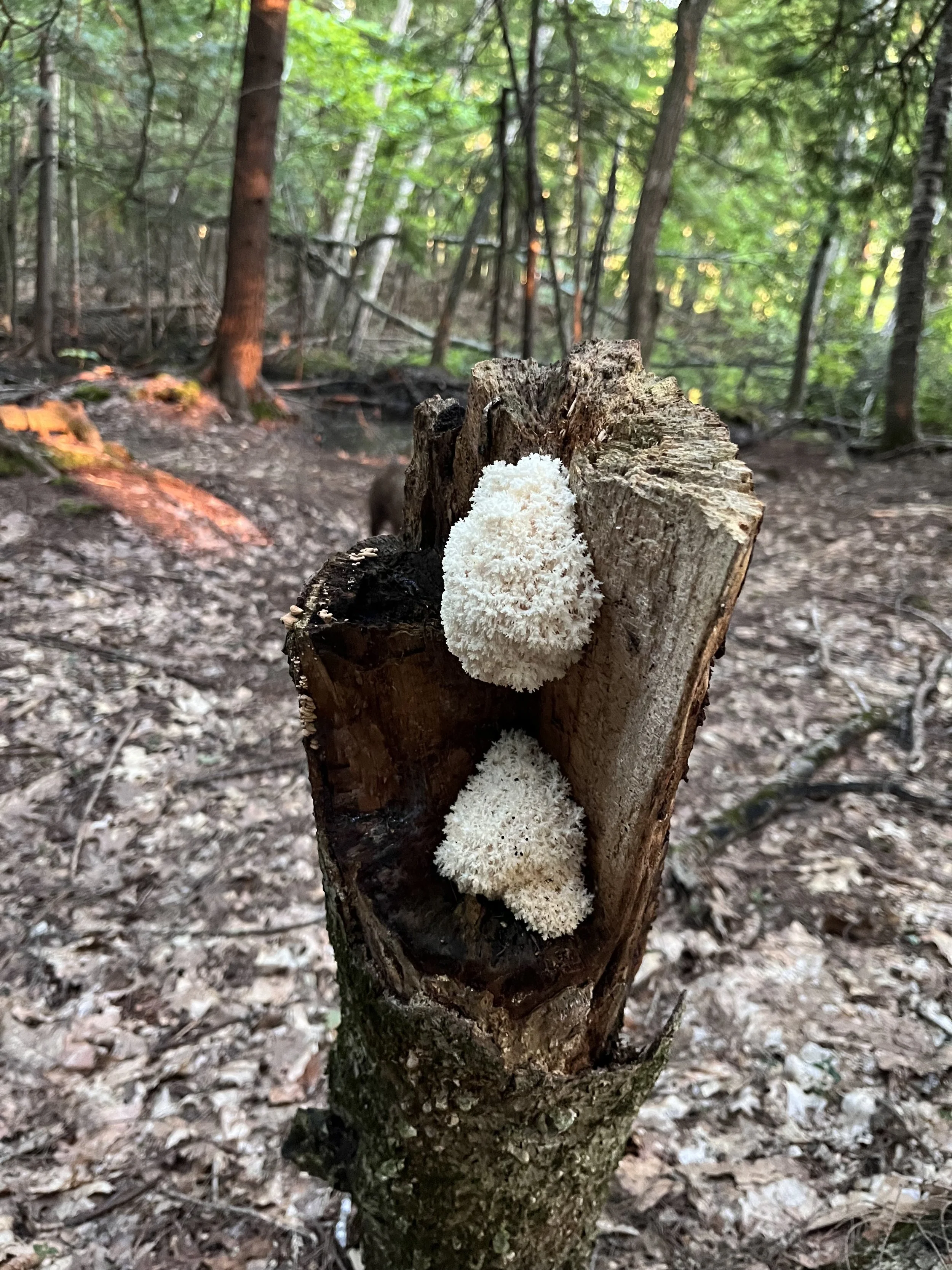 Close-up of a dead tree stump in a forest with white, fluffy Bears Head Mushroom, "HA OG1" hericium americanum, growing on it, surrounded by green foliage and a leaf litter Old Growth Forest Floor