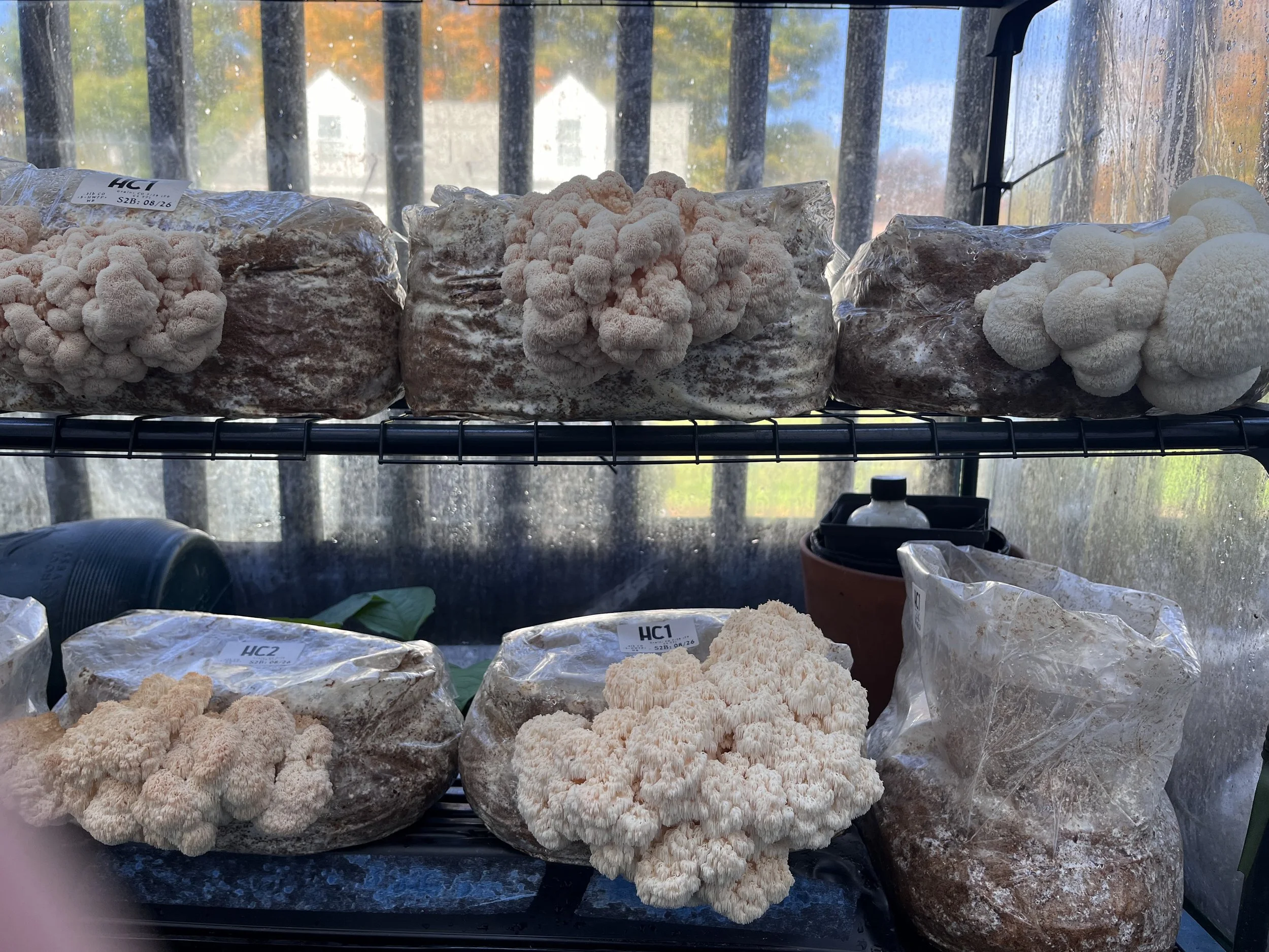 Various mushrooms, including some with pale pink and white, growing on blocks of substrate, placed on a shelf inside a greenhouse with sunlight coming through the window.