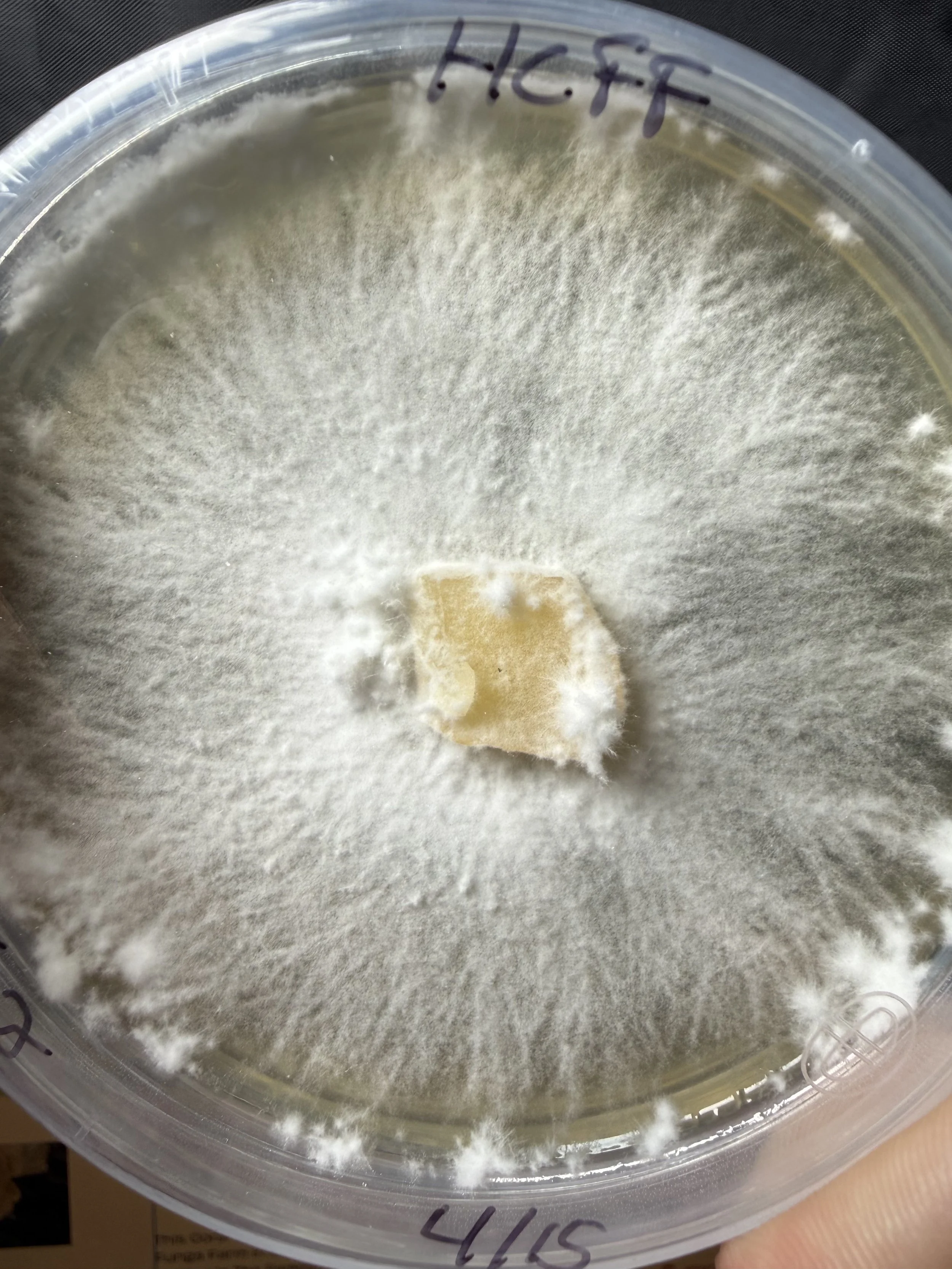 Hericium coralloides, Corals tooth mushroom mycelium growing across malt yeast agar culture media