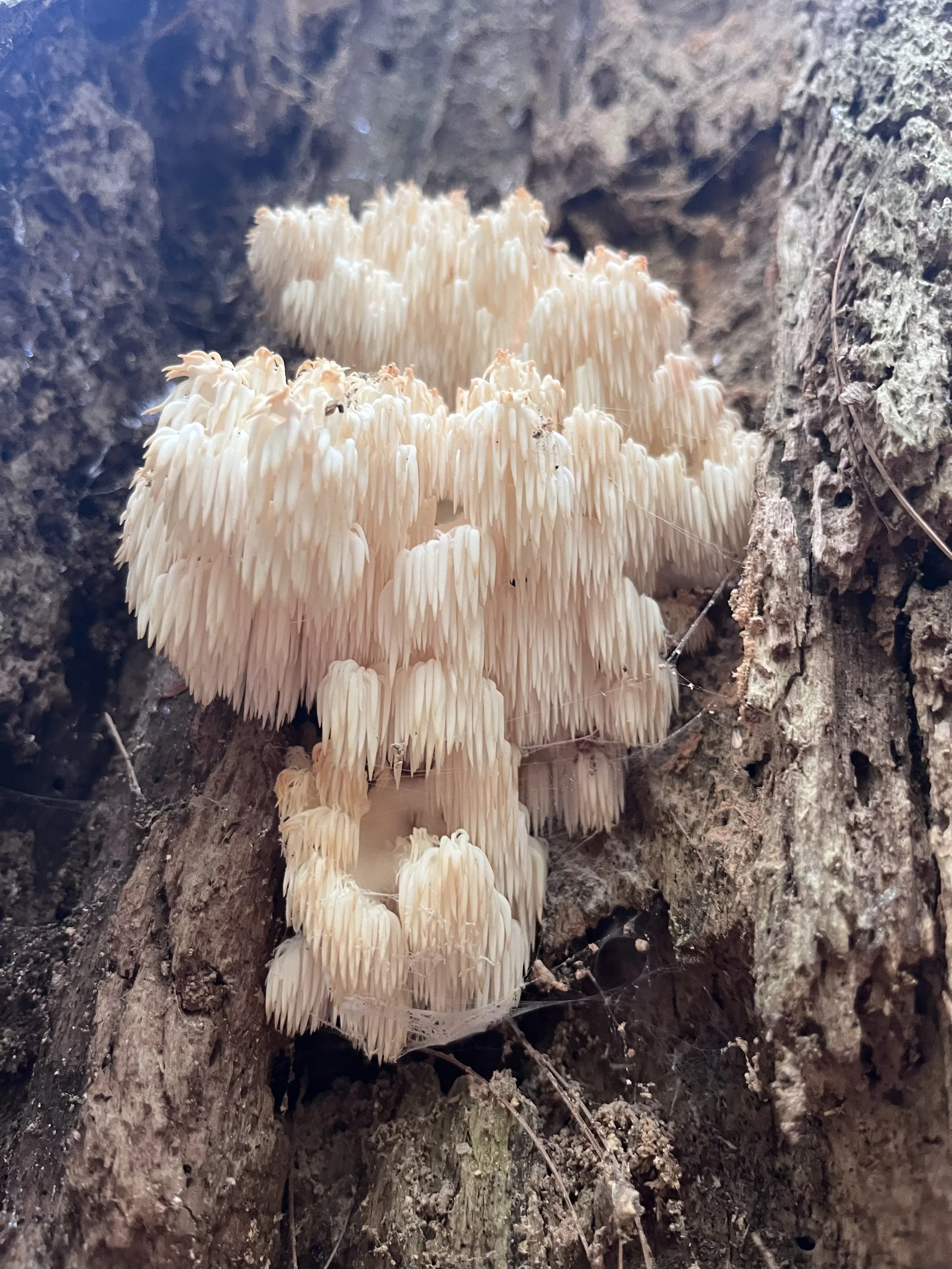A cluster of white, spiky Bears Head, Hericium americanum "HA-OG2" fungus growing on tree bark in a forest.