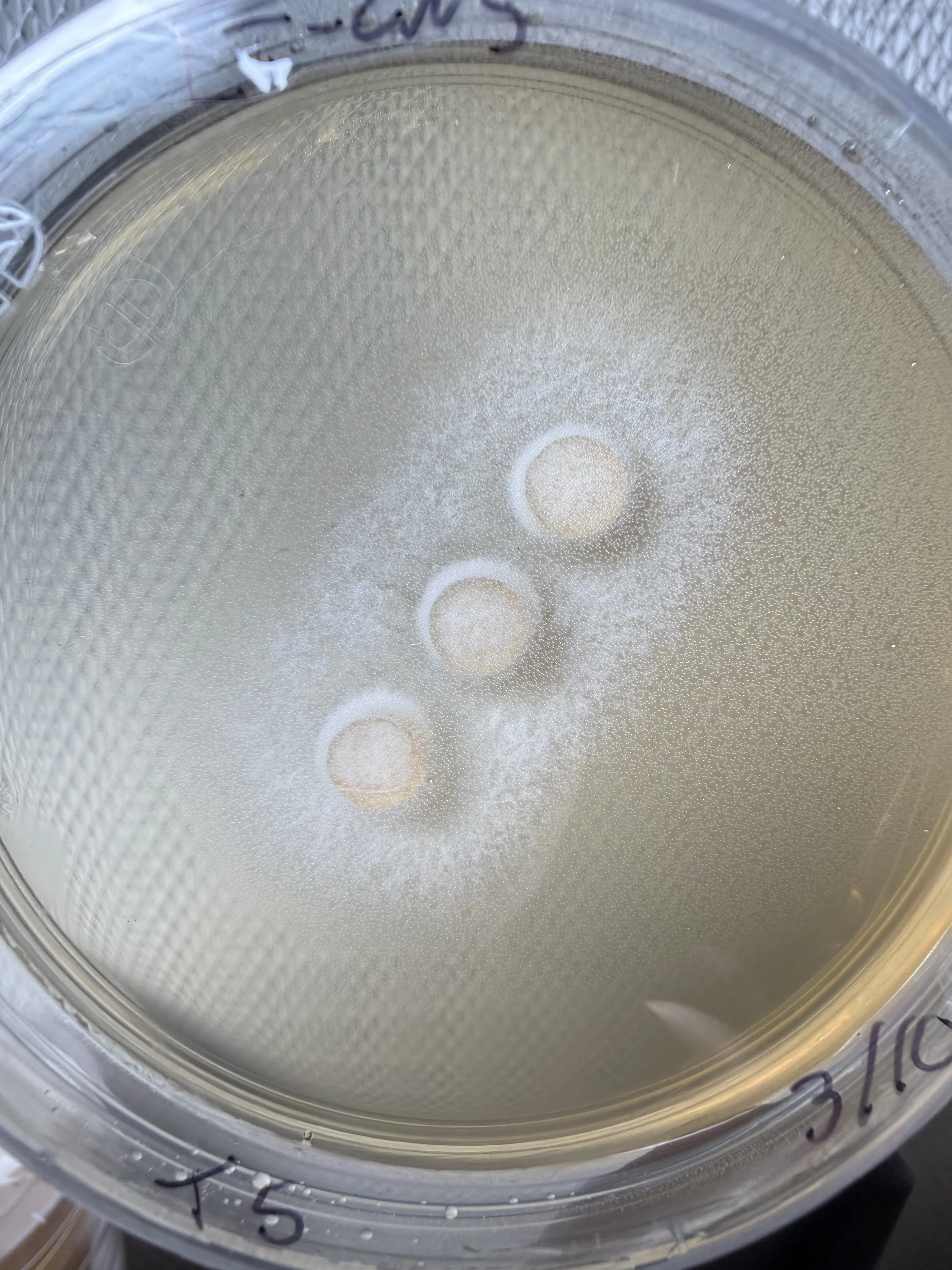 Close-up of a petri dish of Tiger Sawgill lentinus tigrinus "LT CNS" fungal colonies growing on a malt yeast agar medium, showing healthy circular growth patterns.