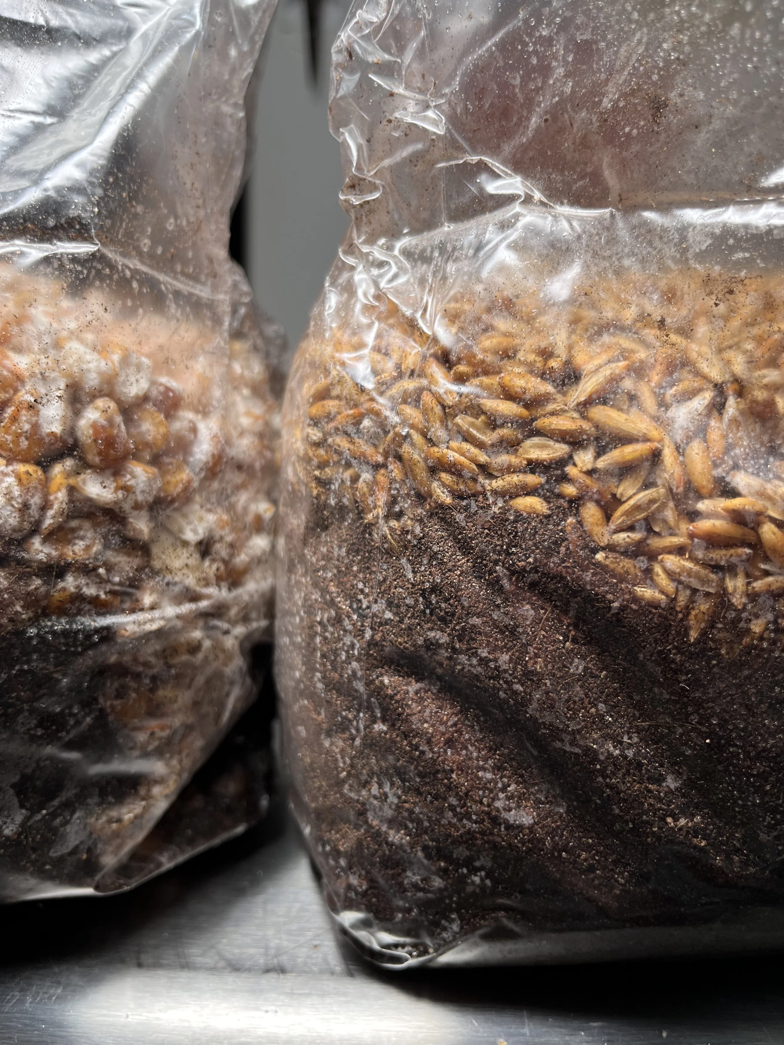 Close-up of two clear plastic mushroom grow bags filled with HardwoodFuel Pellets supplemented with Wheat Bran and inoculated with mycelium covered grains, with a silver lab surface underneath.